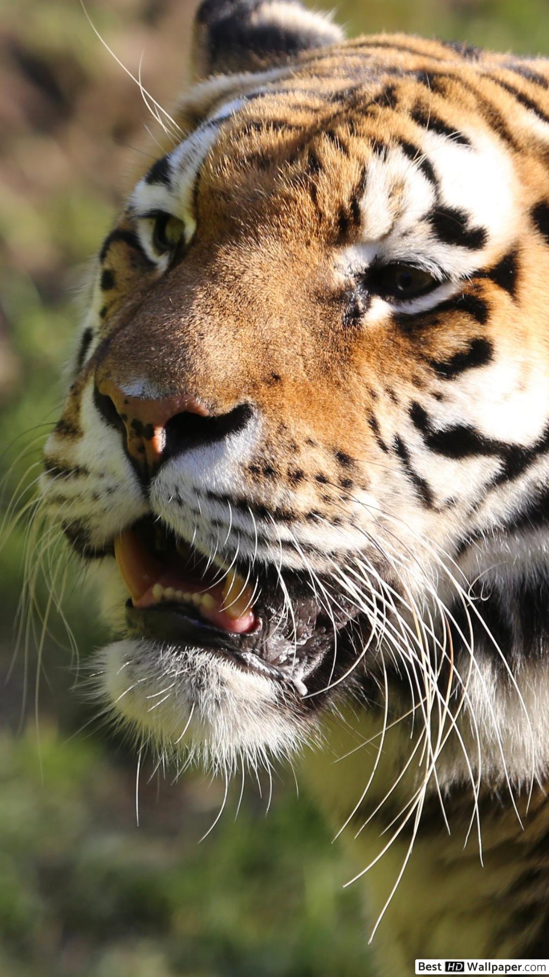 muso tigre ravvicinato, 1080x1920 Verticale, Telefono