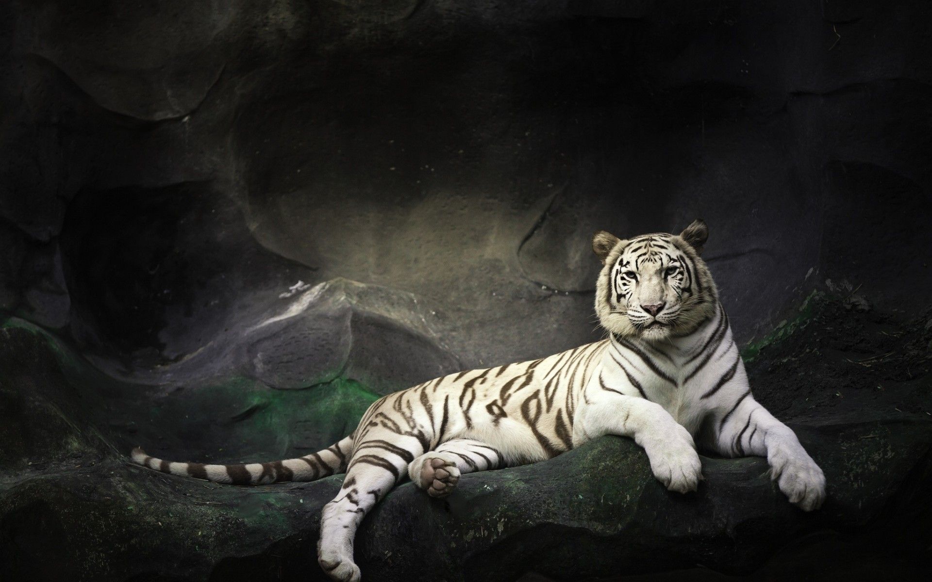 tigre bianca sdraiata buio, 1920x1200 Full HD+ WUXGA, PC