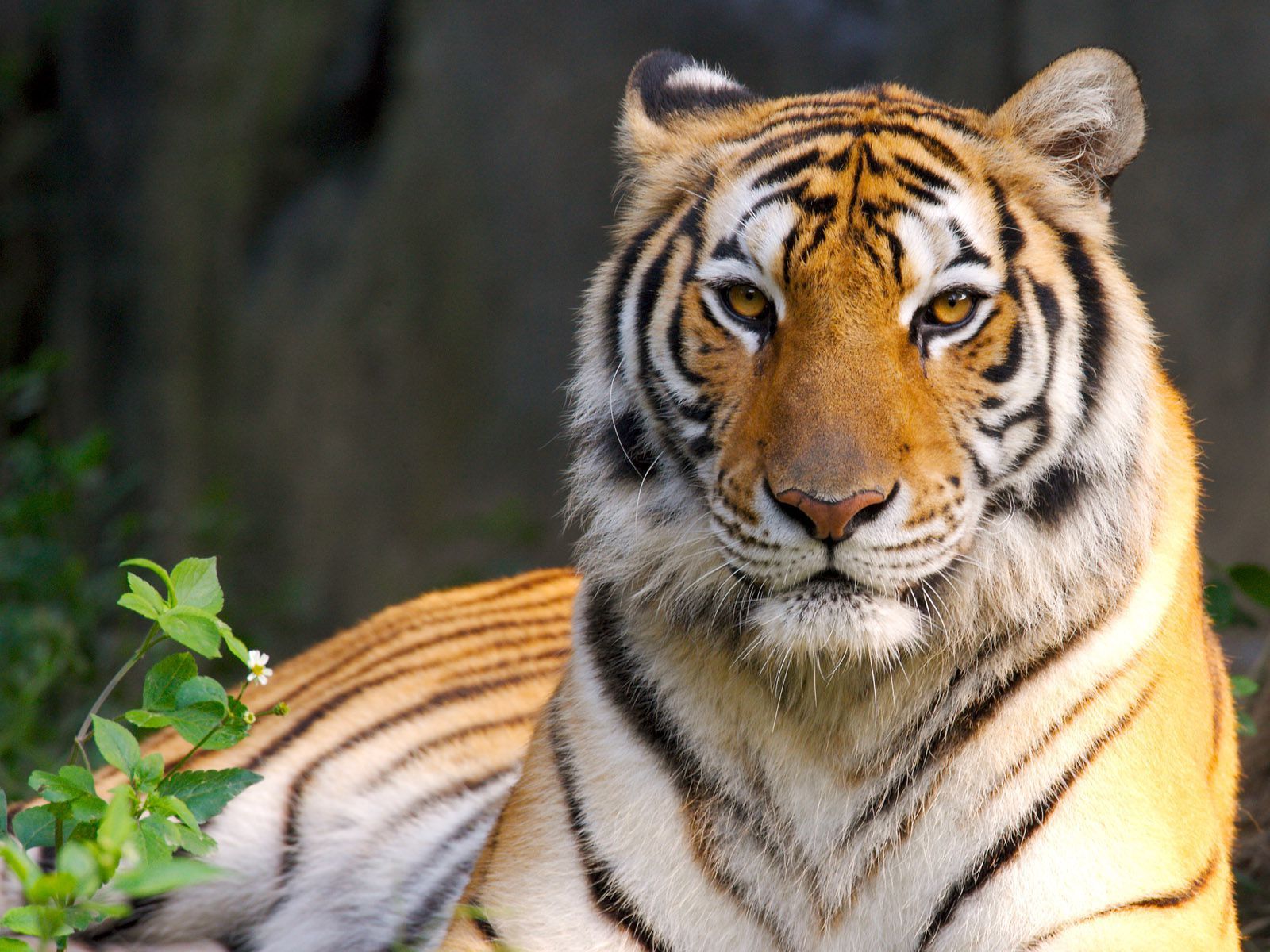 tigre sdraiata erba verde, 1600x1200 HD Ready, Desktop