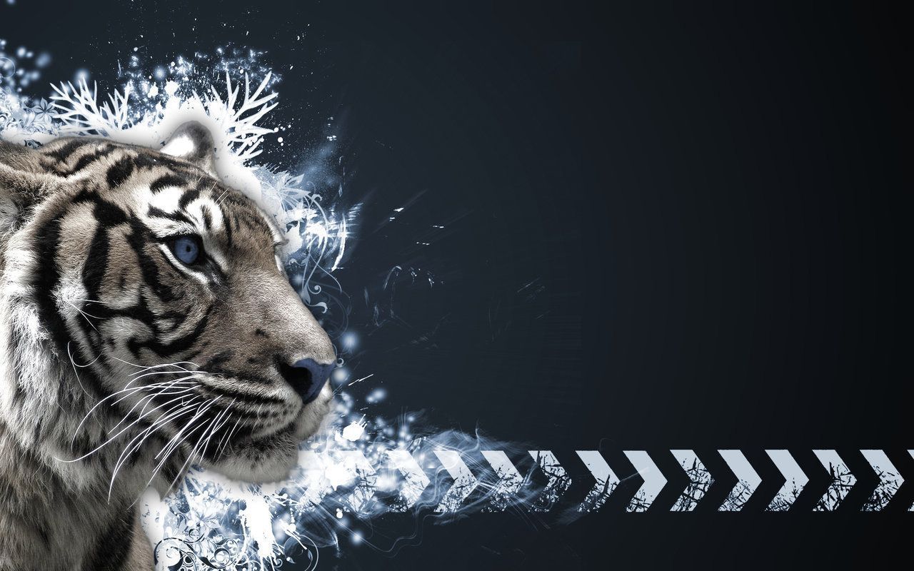 tigre bianca frecce nere, 1280x800 720p, MacBook Air