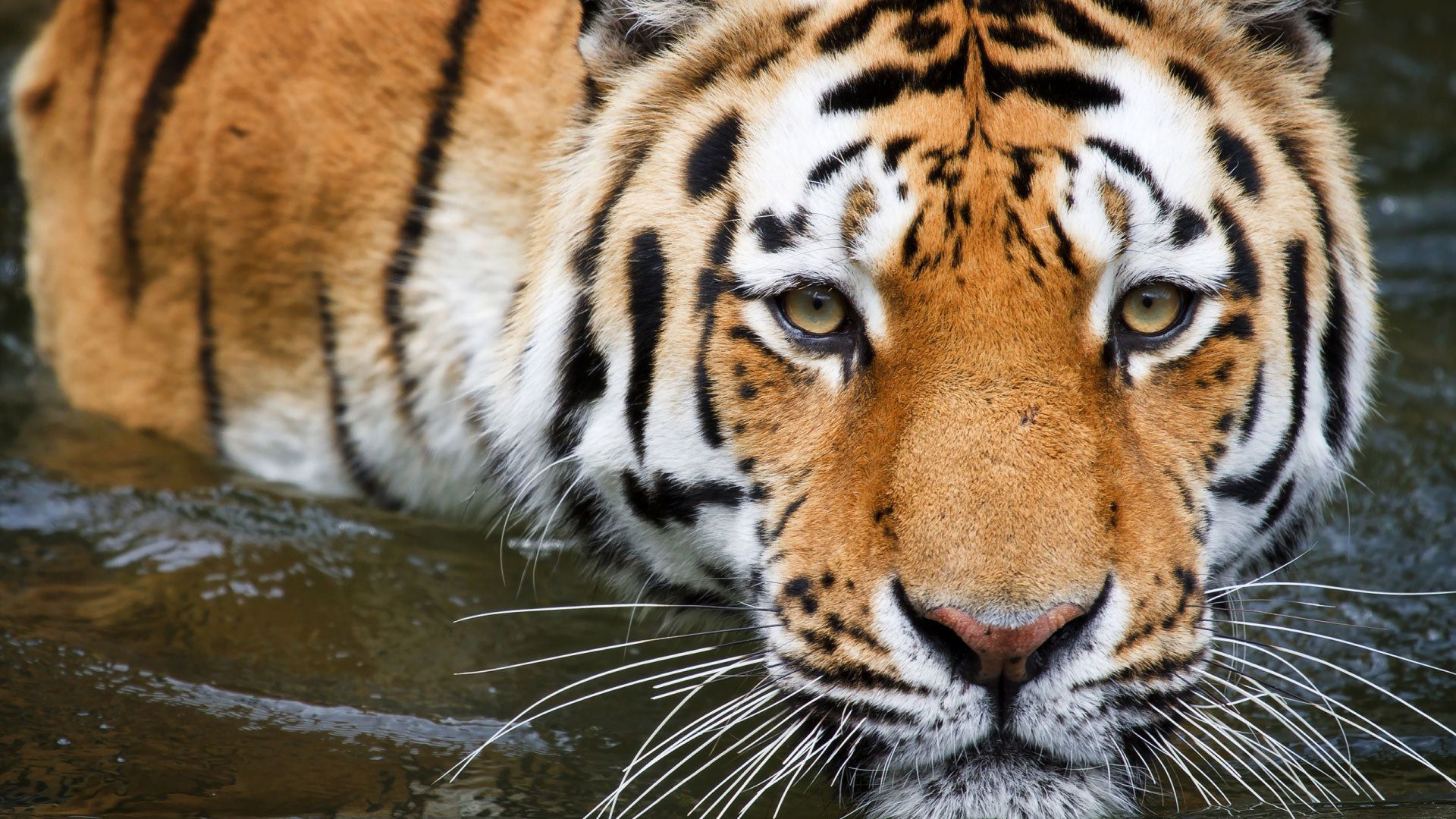 tigre in acqua muso ravvicinato, 1920x1080 Full HD, PC Desktop