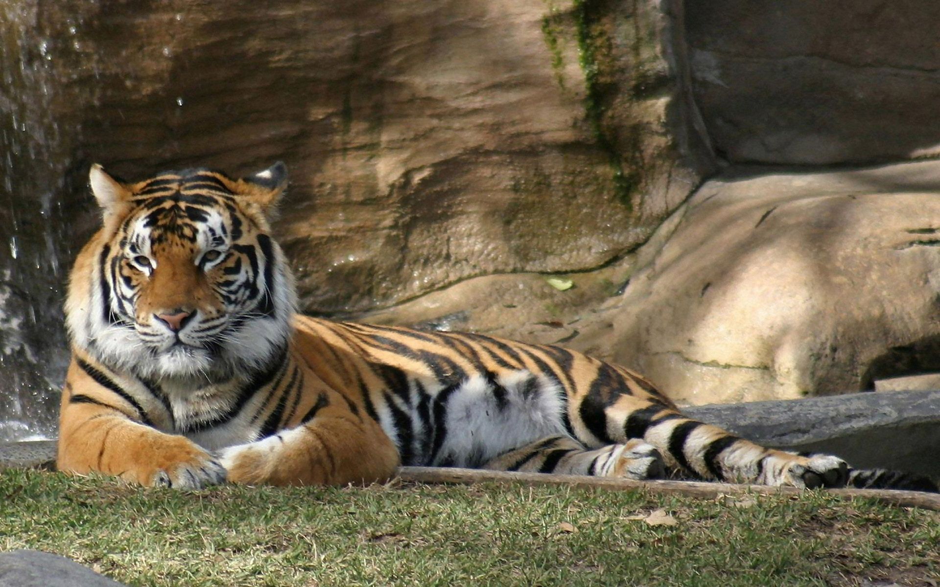 tigre sdraiata su roccia, 1920x1200 Full HD+ WUXGA, Desktop
