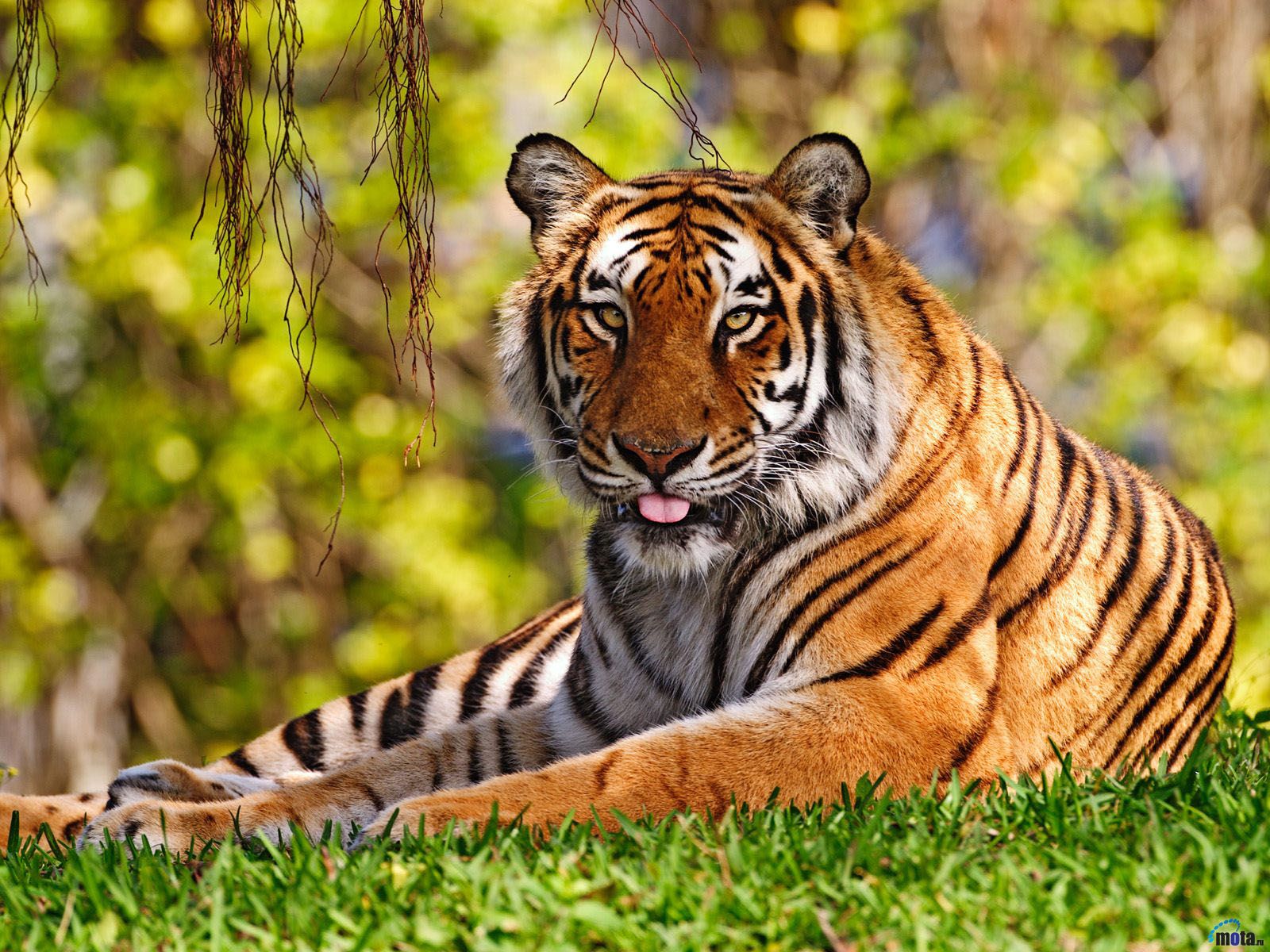 tigre sdraiata erba verde, 1600x1200 900p, Desktop