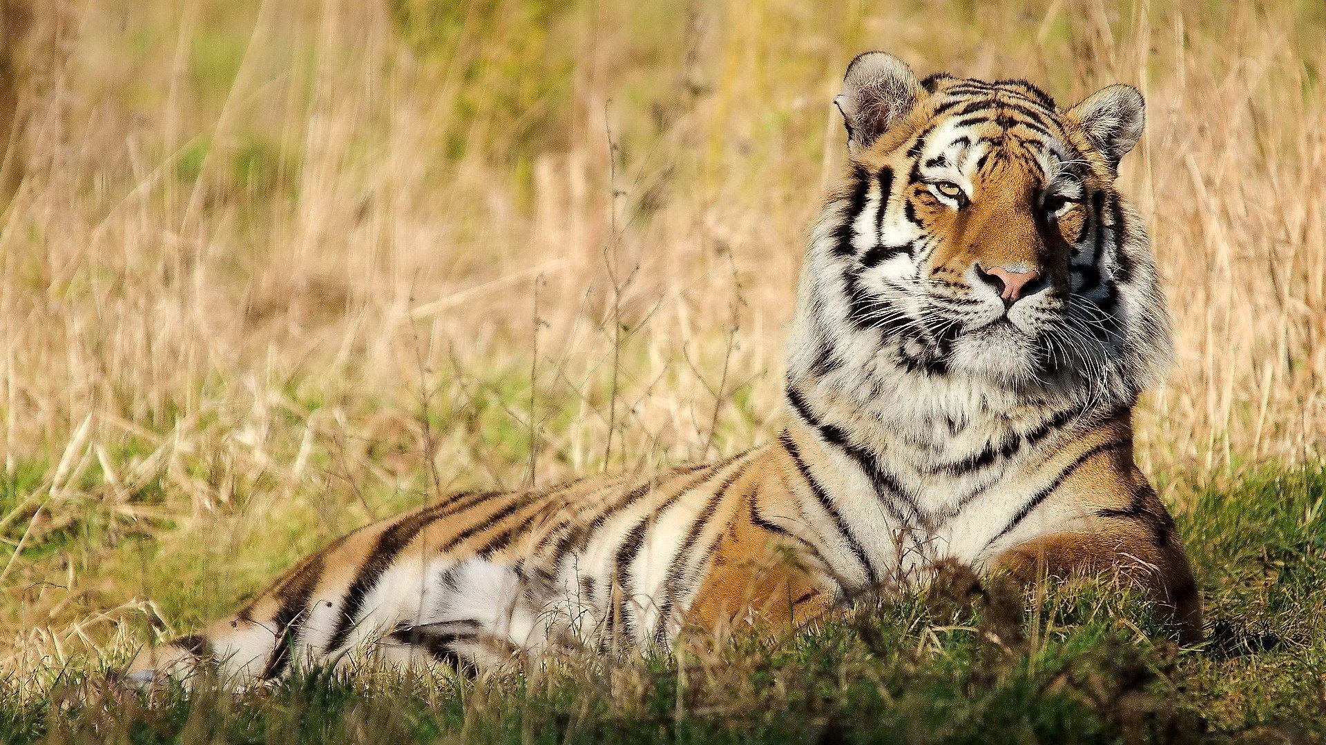 tigre che si lecca zampa, 1920x1080 Full HD 1080p, PC