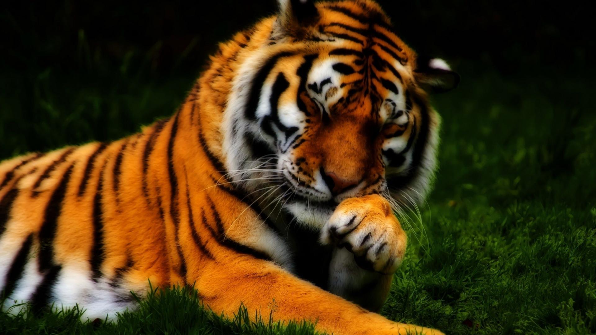 tigre bianca frattale nero, 1920x1080 Full HD, PC