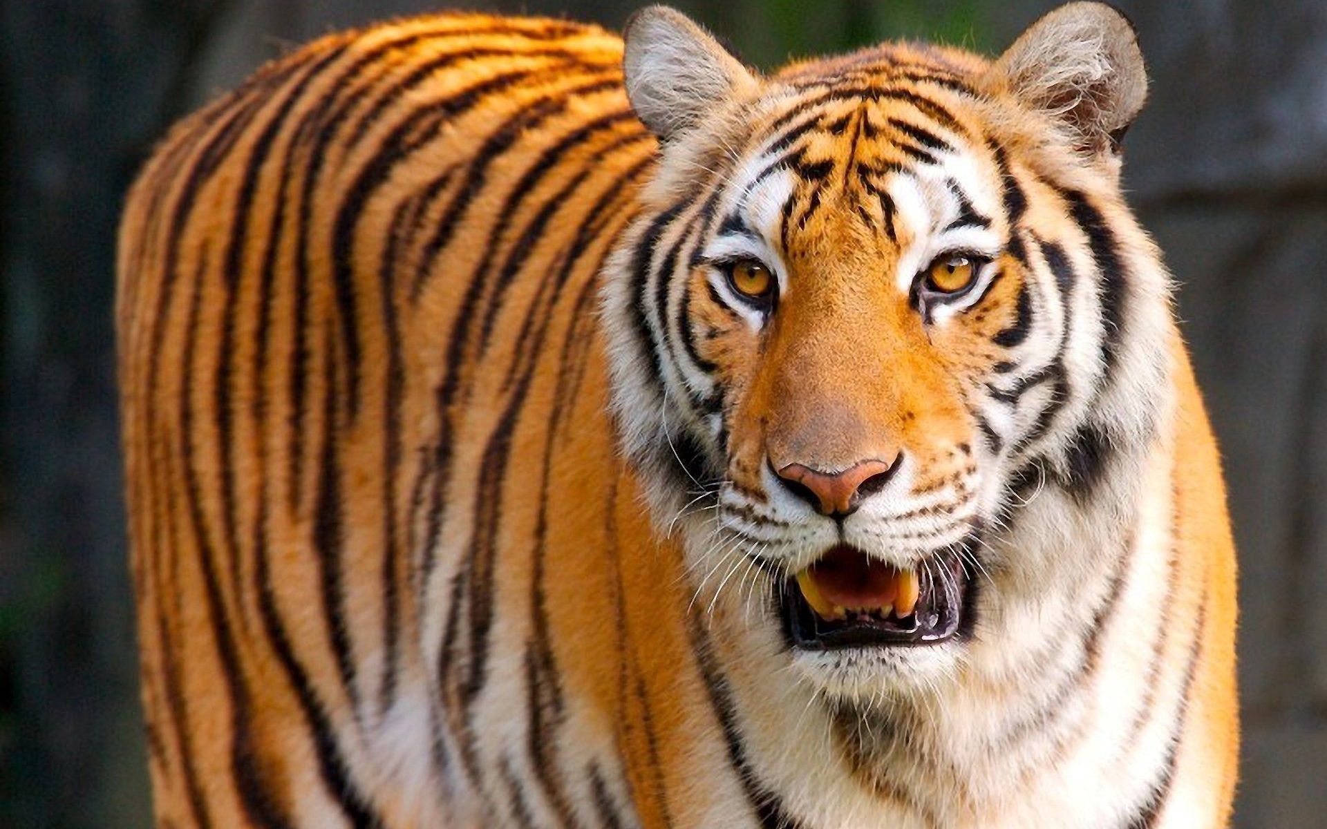 tigre bianca ruggente disegno, 1920x1200 WUXGA, iMac