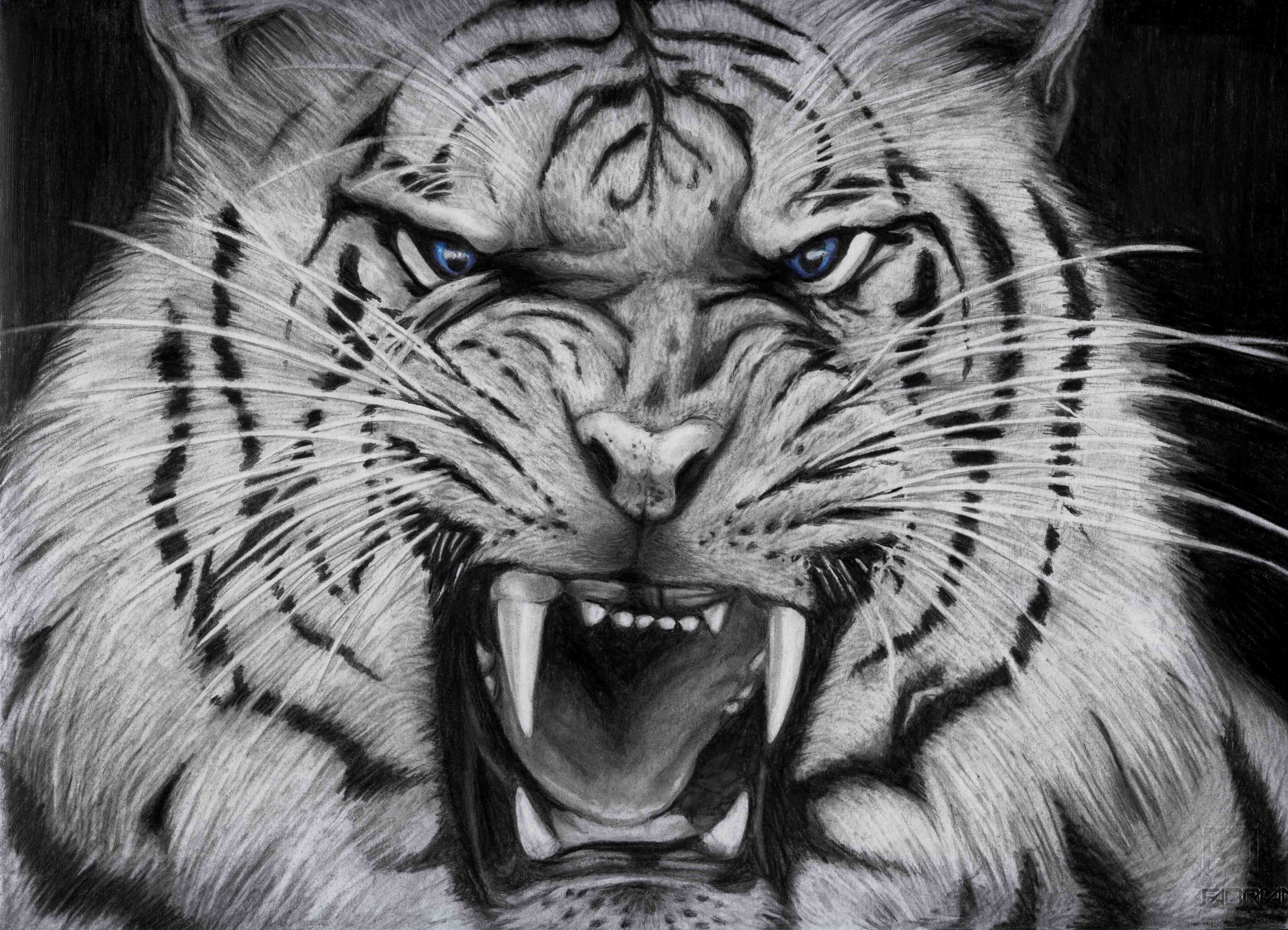 tigre nella foresta rocce, 4644x3354 4K Ultra HD, Smart TV 4K