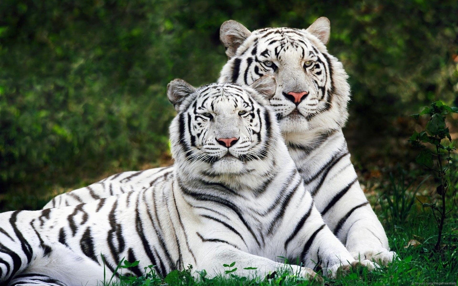 tigre bianca profilo bianco nero, 1920x1200 WUXGA, Laptop