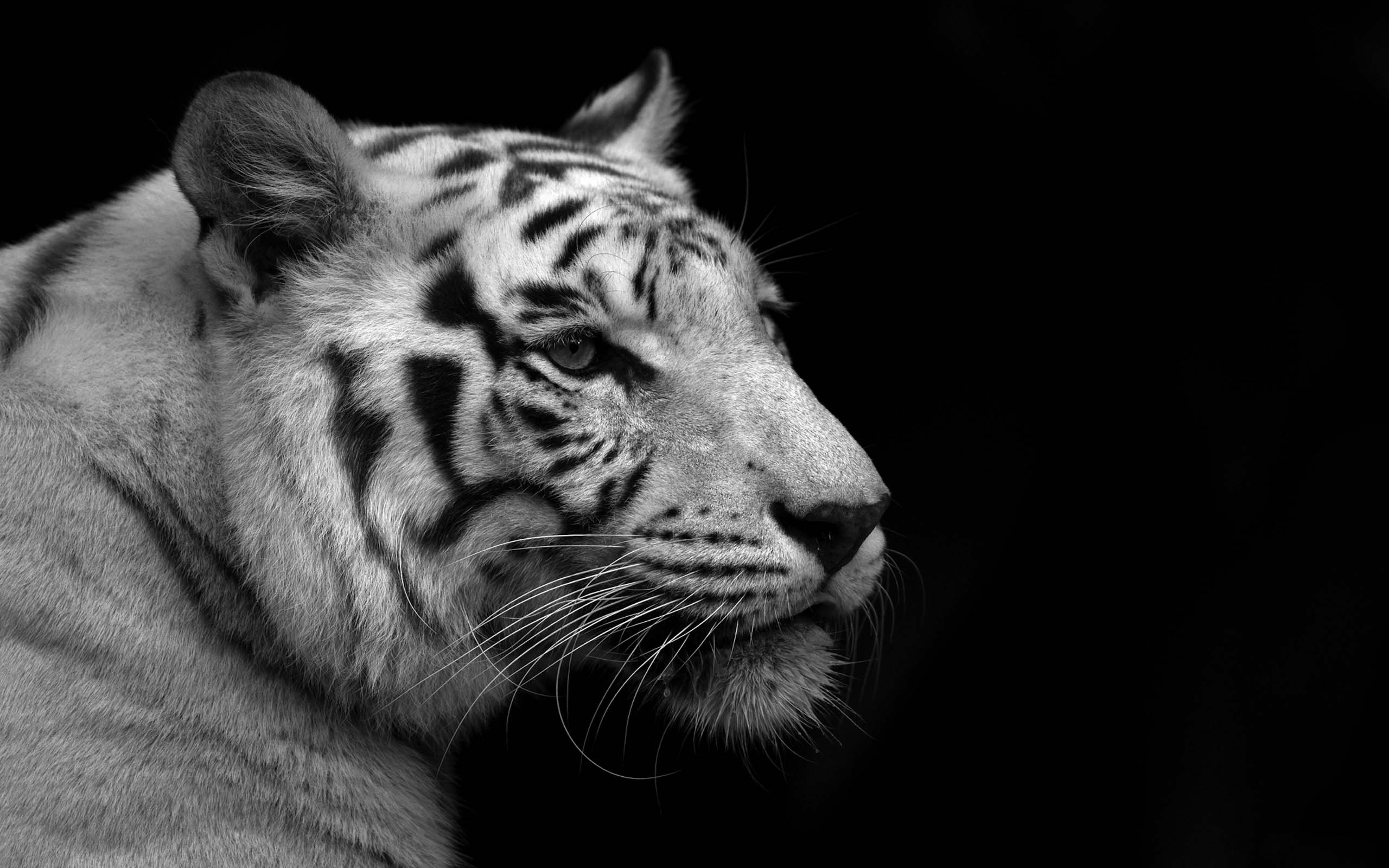 tigre bianca profilo nero, 2560x1600 2K, MacBook Pro