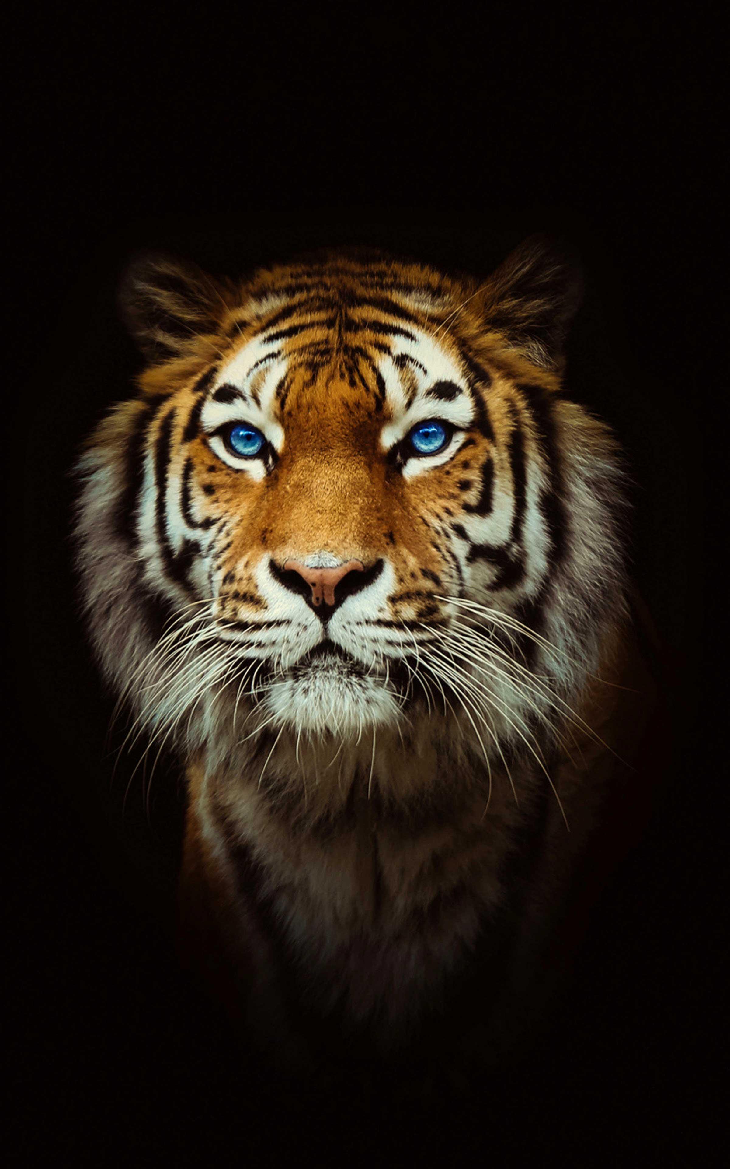 tigre occhi azzurri sfondo nero, 2400x3840 Verticale, Xiaomi