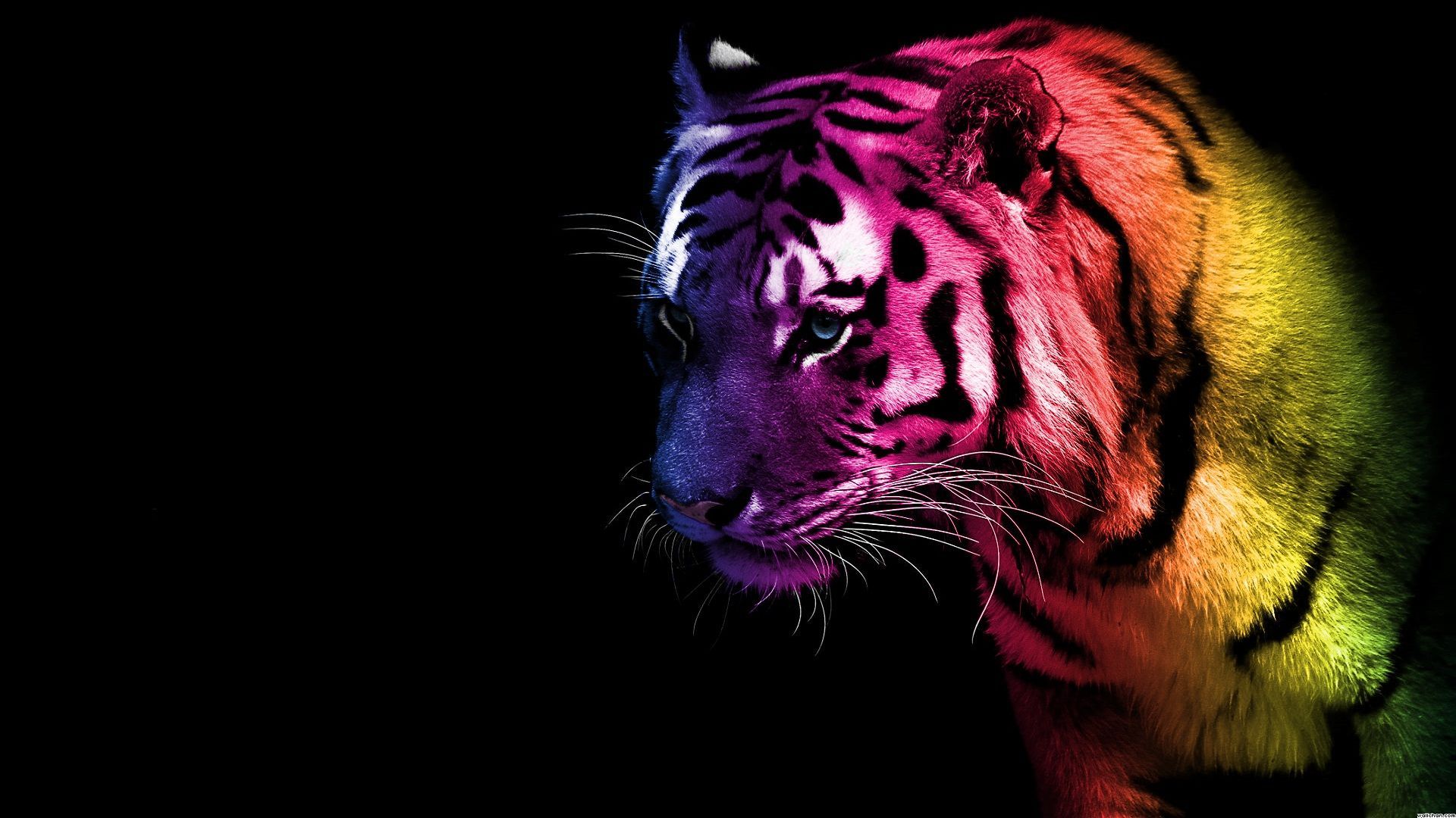tigre colori arcobaleno nero, 1920x1080 1080p, Laptop