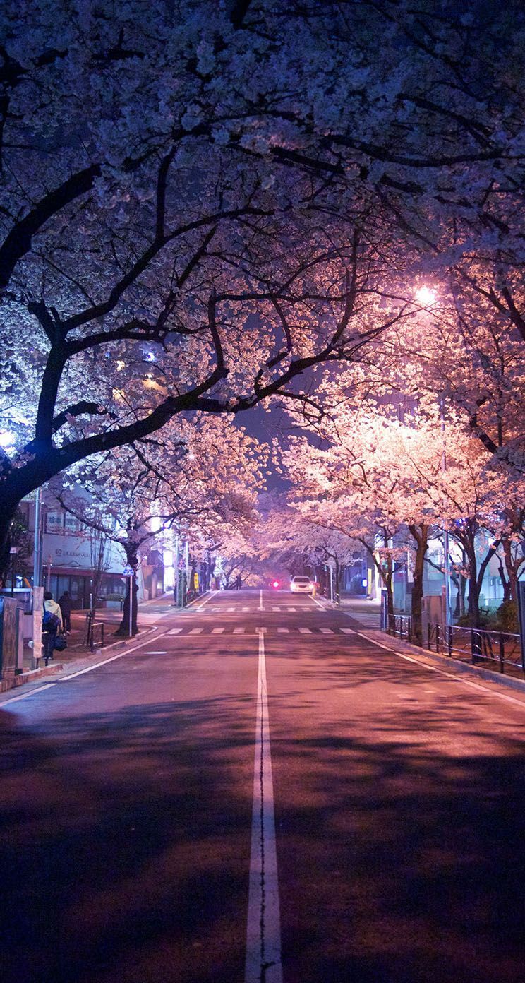 Strada notturna ciliegi Tokyo, 744x1392 Full HD Verticale, iPhone