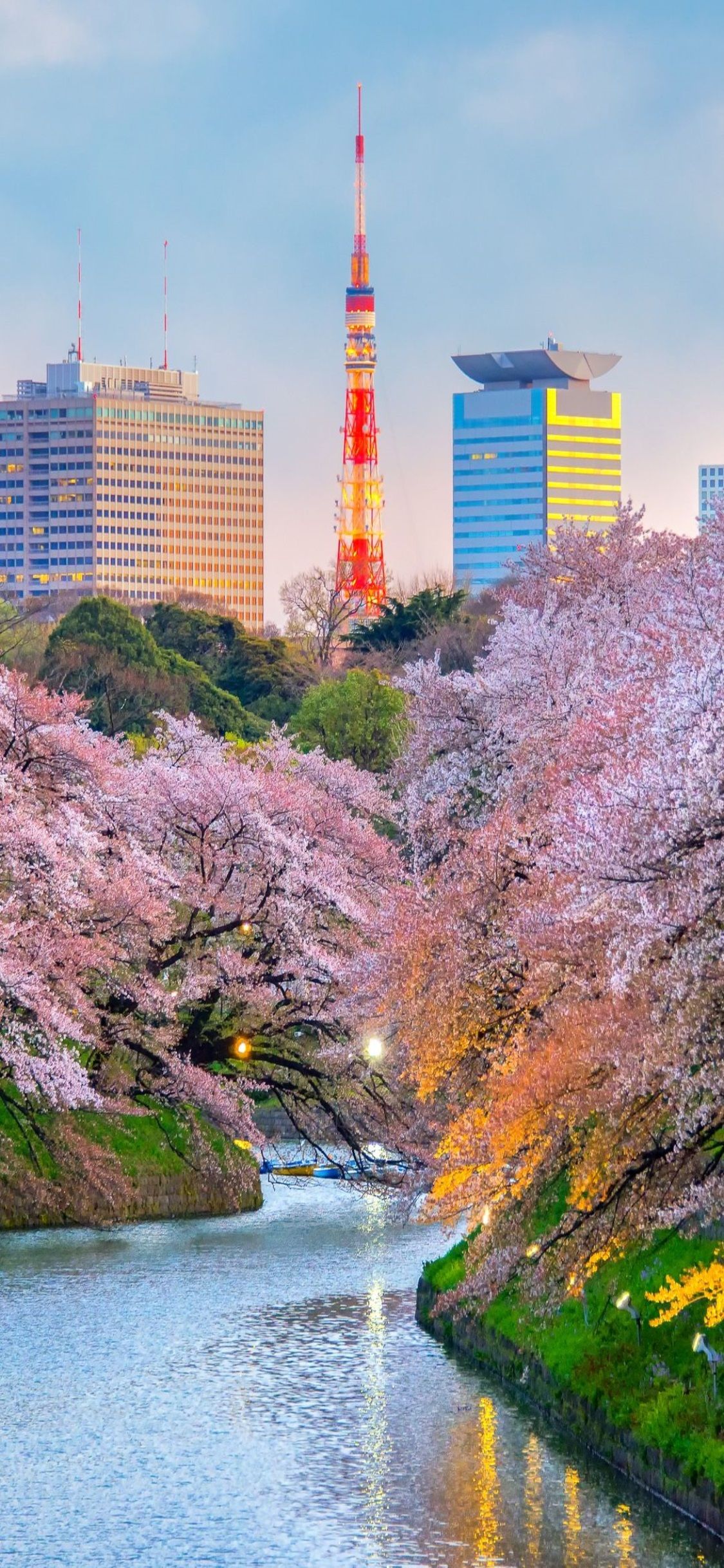 Torre di Tokyo e ciliegi, 1125x2436 Verticale, Mobile