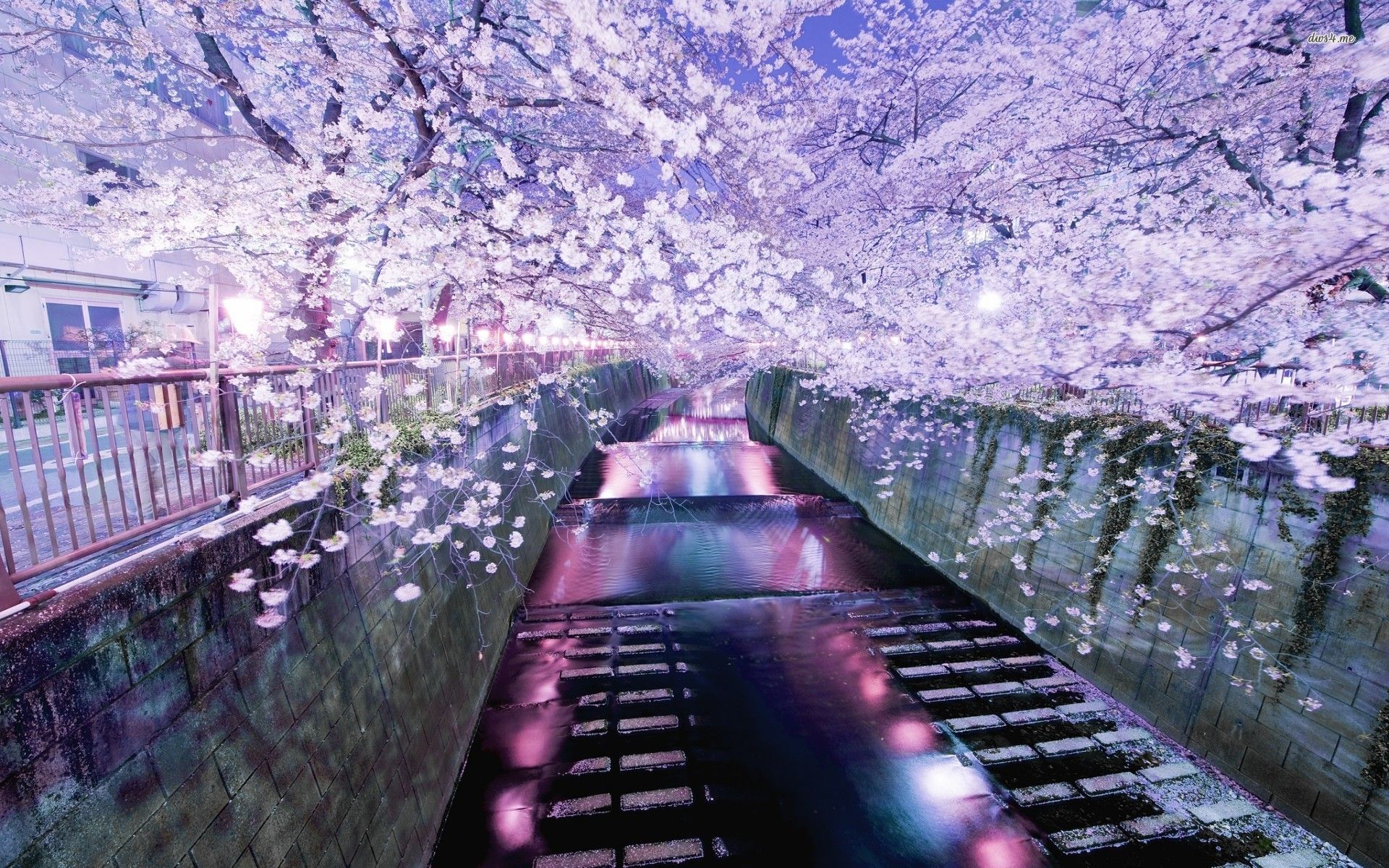 Ciliegi in fiore Tokyo notte, 1920x1200 Full HD+ WUXGA, Laptop