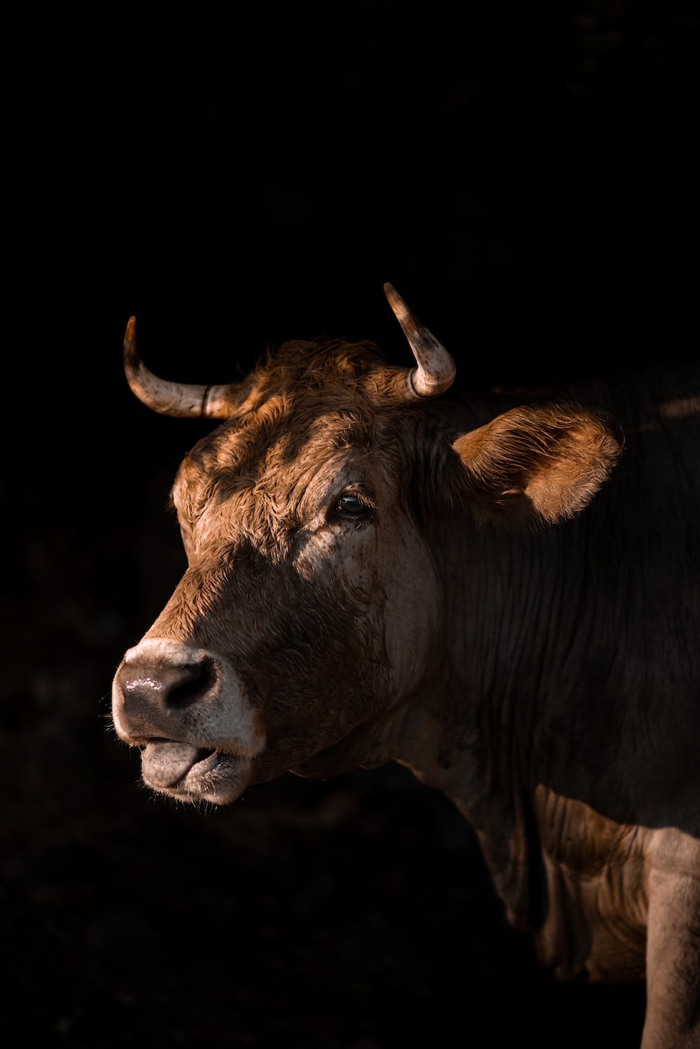 Toro marrone su sfondo nero, 1000x1498 Verticale, Mobile