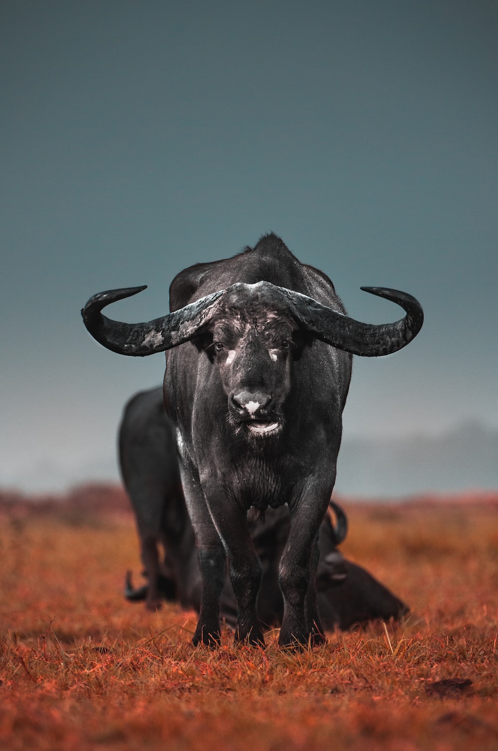 Bufalo nero con corna, 1000x1507 Verticale, Telefono