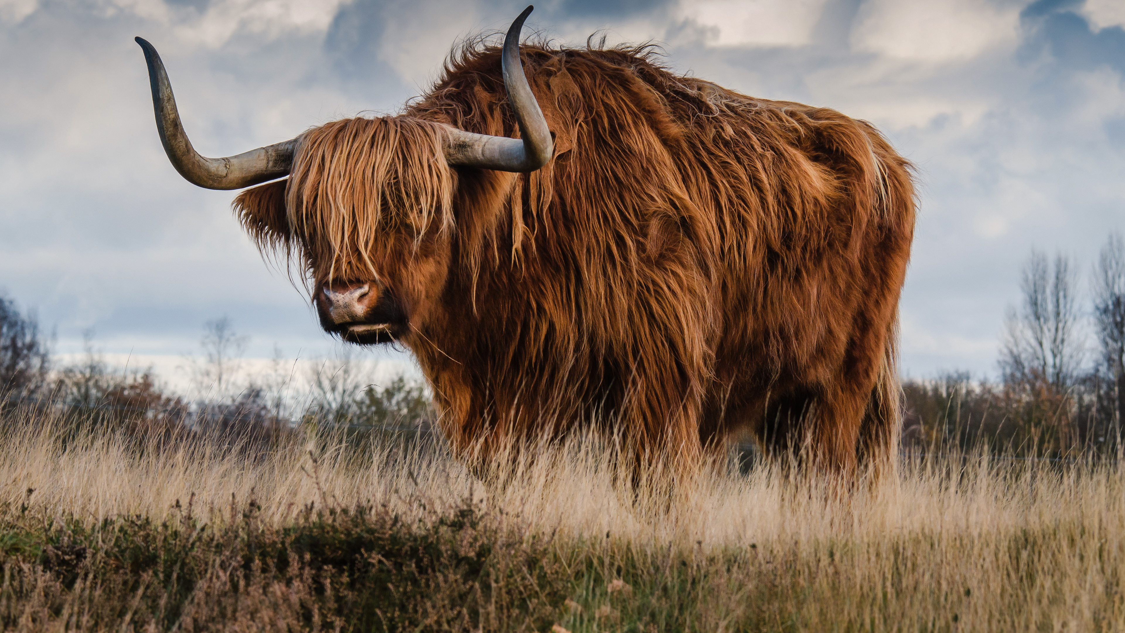Toro Highland peloso, campo, 3840x2160 Ultra HD, 4K TV
