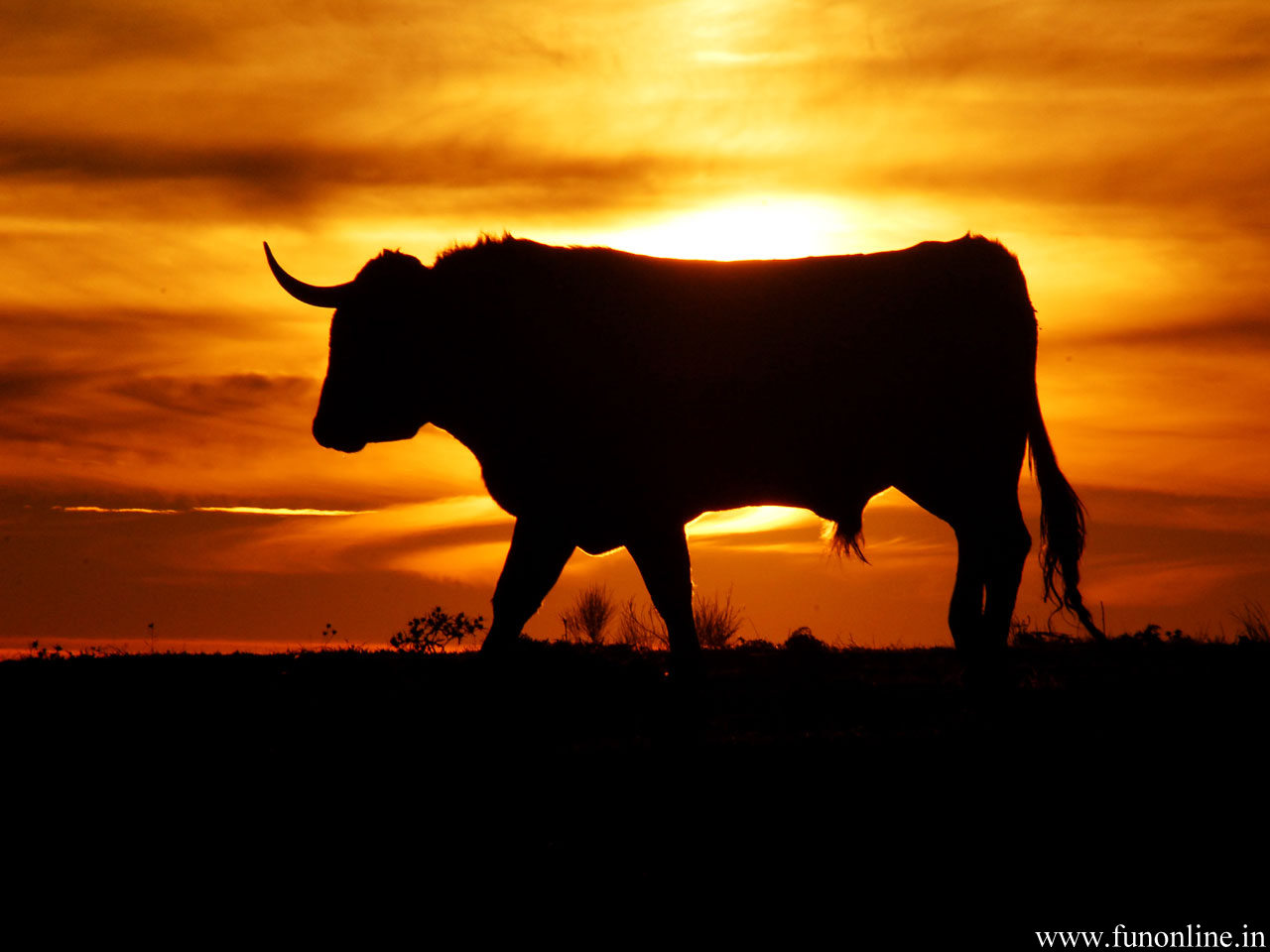Toro silhouette al tramonto, 1280x960 720p, MacBook Air
