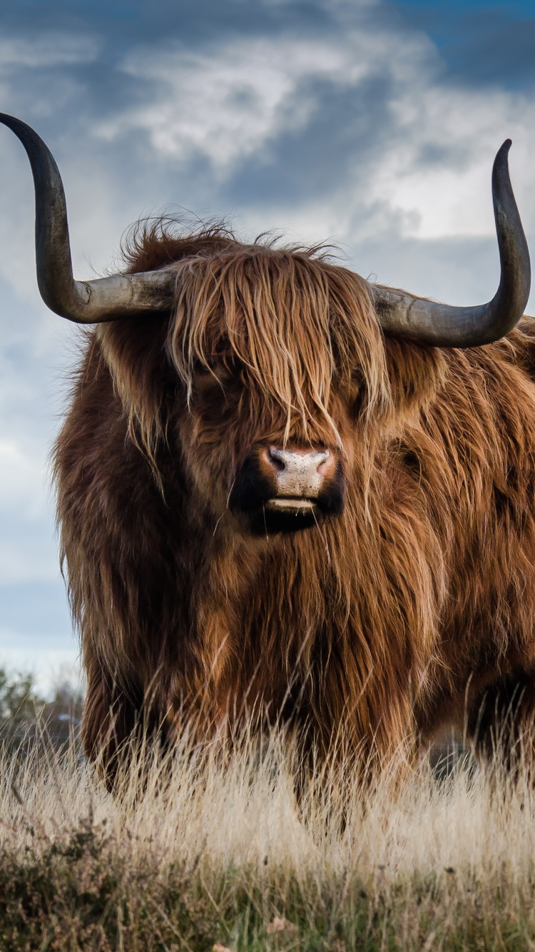 Toro Highland peloso nel campo, 750x1334 Full HD Verticale, iPhone
