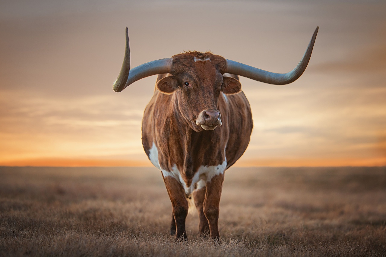 Toro Longhorn nel prato, 1280x853 HD, Notebook Gaming