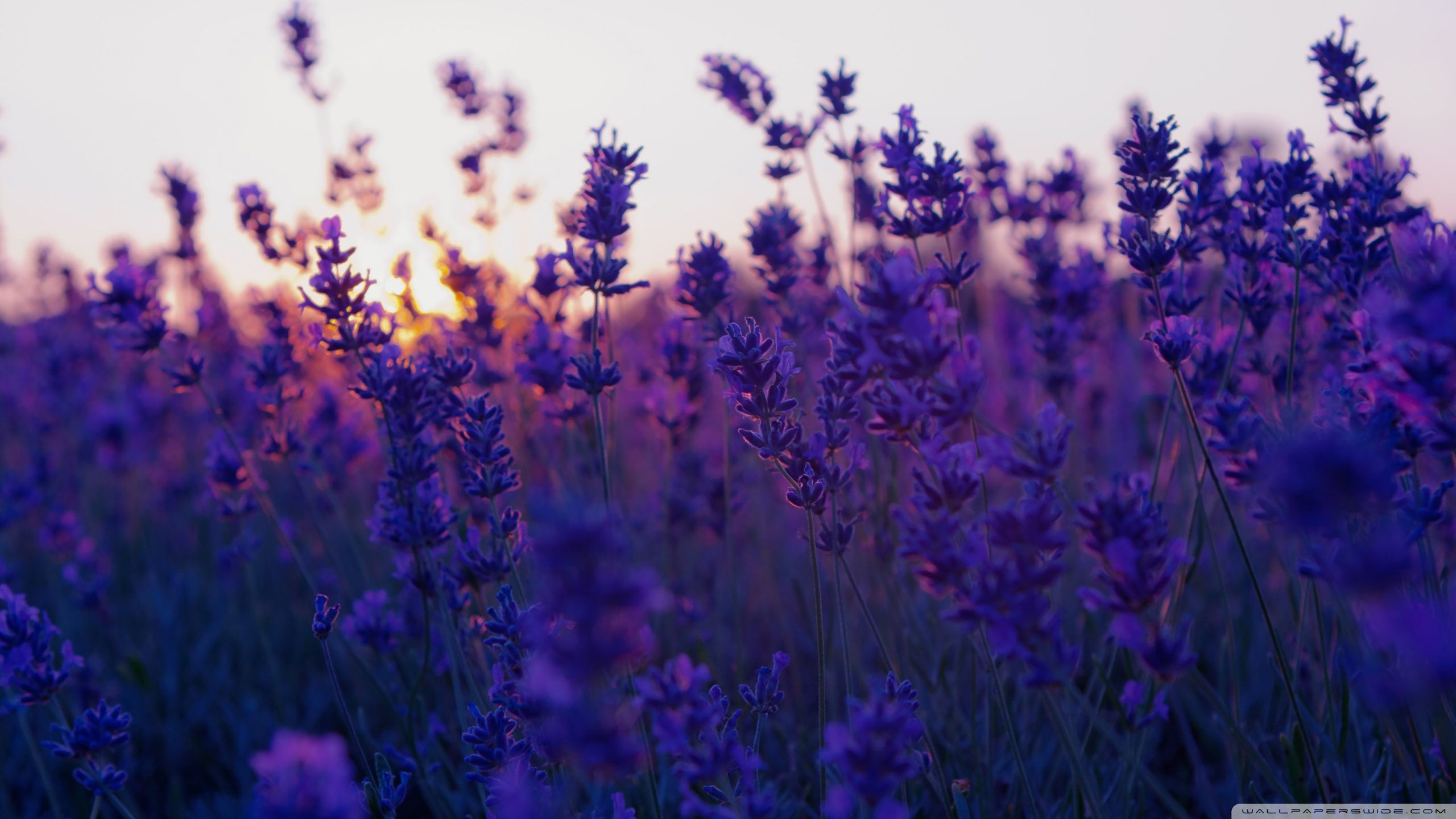 Alberi silhouette tramonto viola, 1920x1080 1080p, Desktop