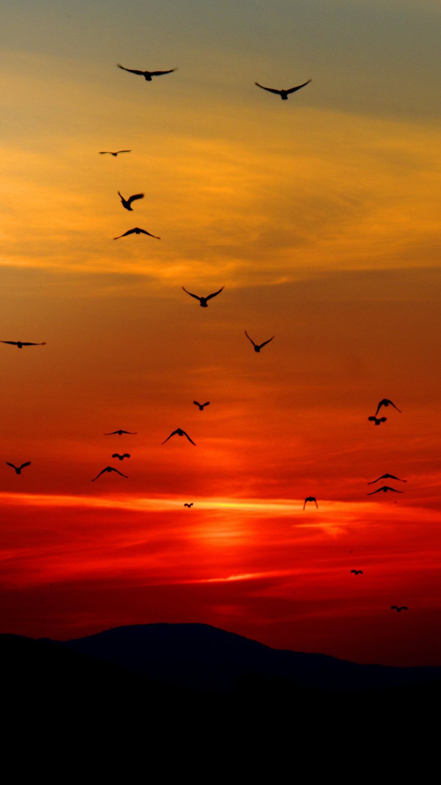 Uccelli in volo al tramonto, 1440x2560 Full HD Verticale, Smartphone