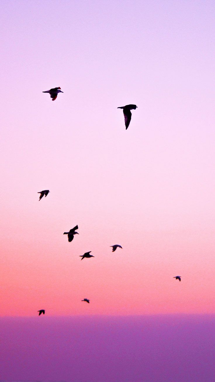 Uccelli in volo al tramonto, 736x1308 Verticale, Xiaomi