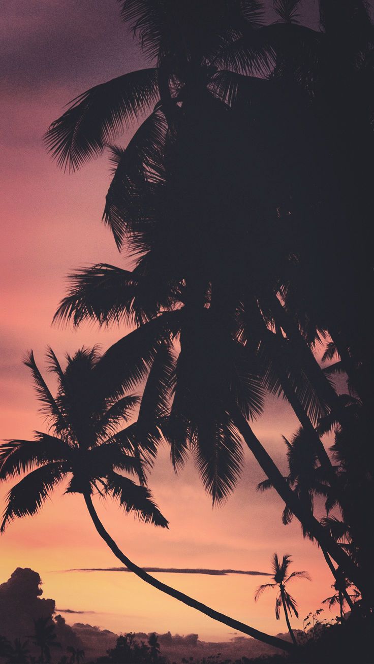 Palme silhouette tramonto rosa, 736x1308 Full HD Verticale, Smartphone