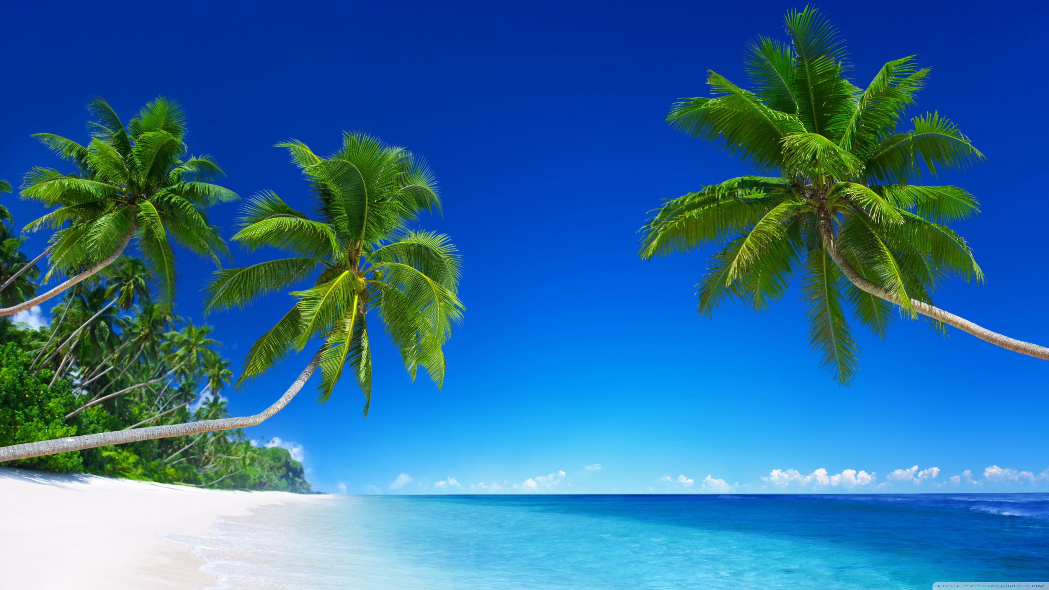 Spiaggia tropicale con palme, 3554x1999 WQXGA, Laptop