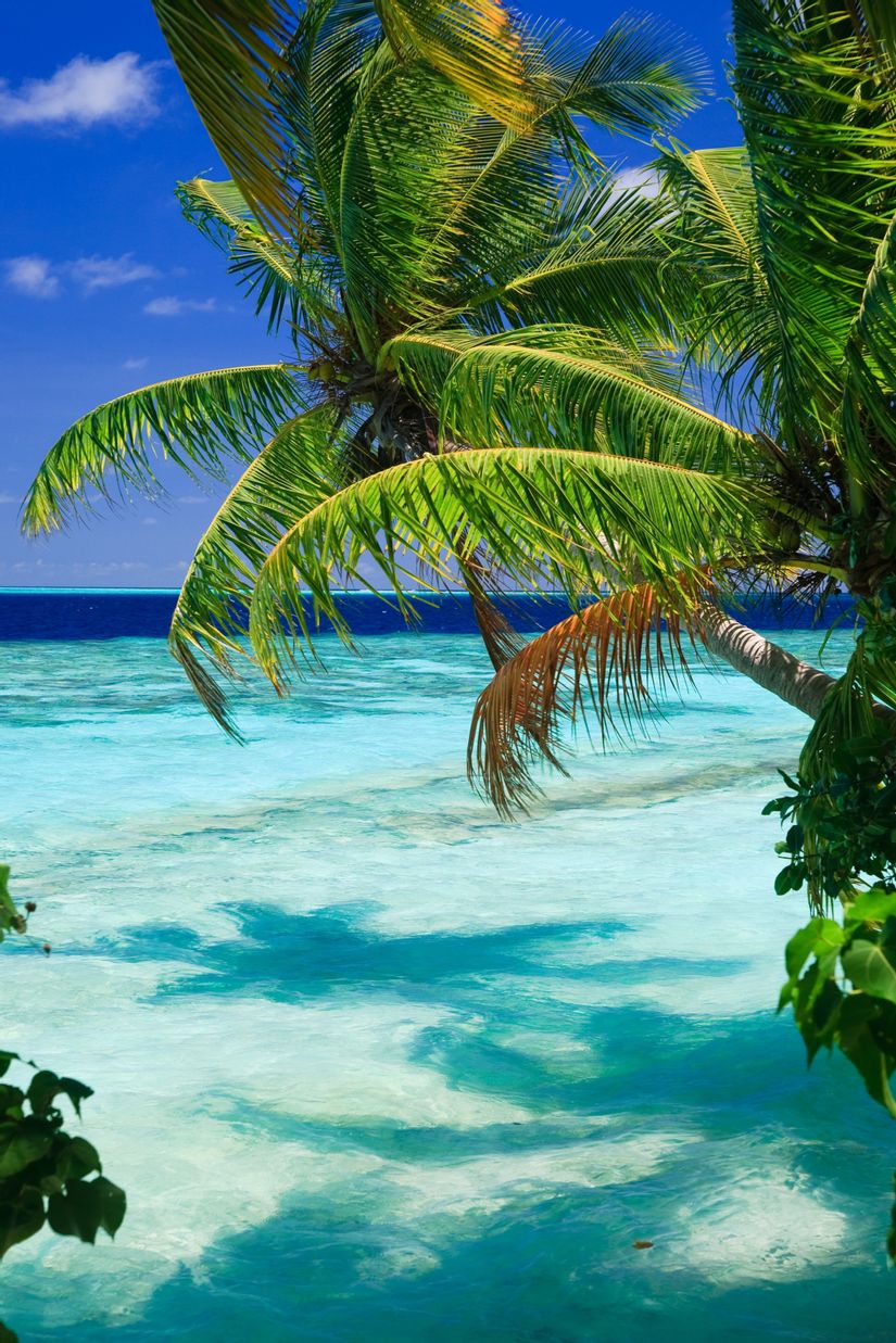 Palme tropicali su mare turchese, 825x1237 Full HD Verticale, Google Pixel