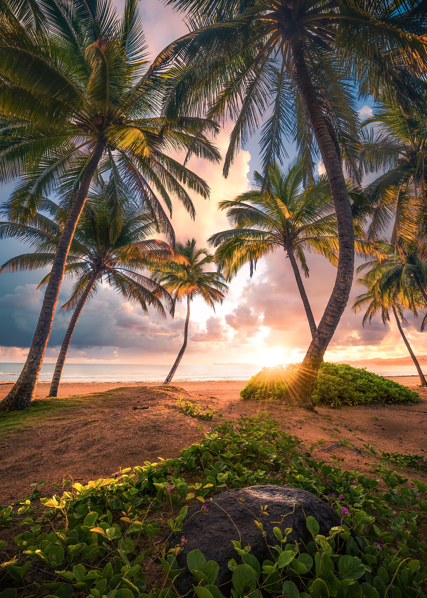 Spiaggia tropicale con palme, 1429x2000 Verticale, Telefono