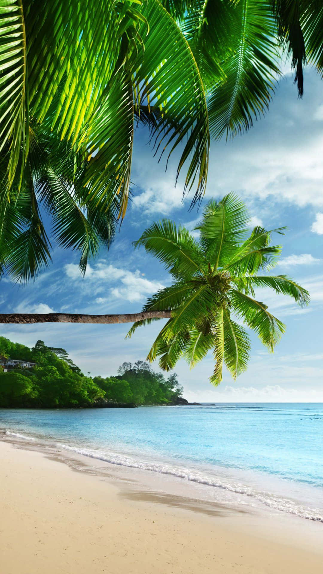 Spiaggia tropicale con palme, 1080x1920 Verticale, Telefono