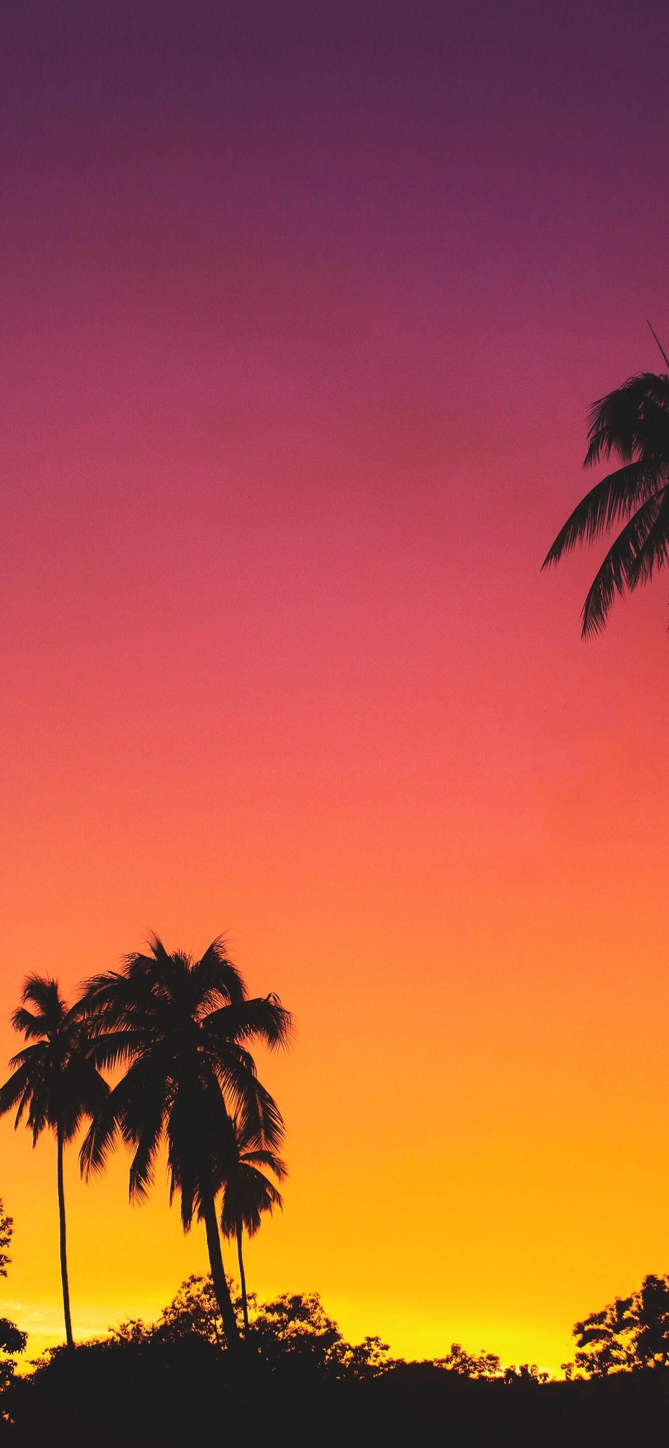 Palme al tramonto tropicale, 1335x2890 Verticale, OnePlus
