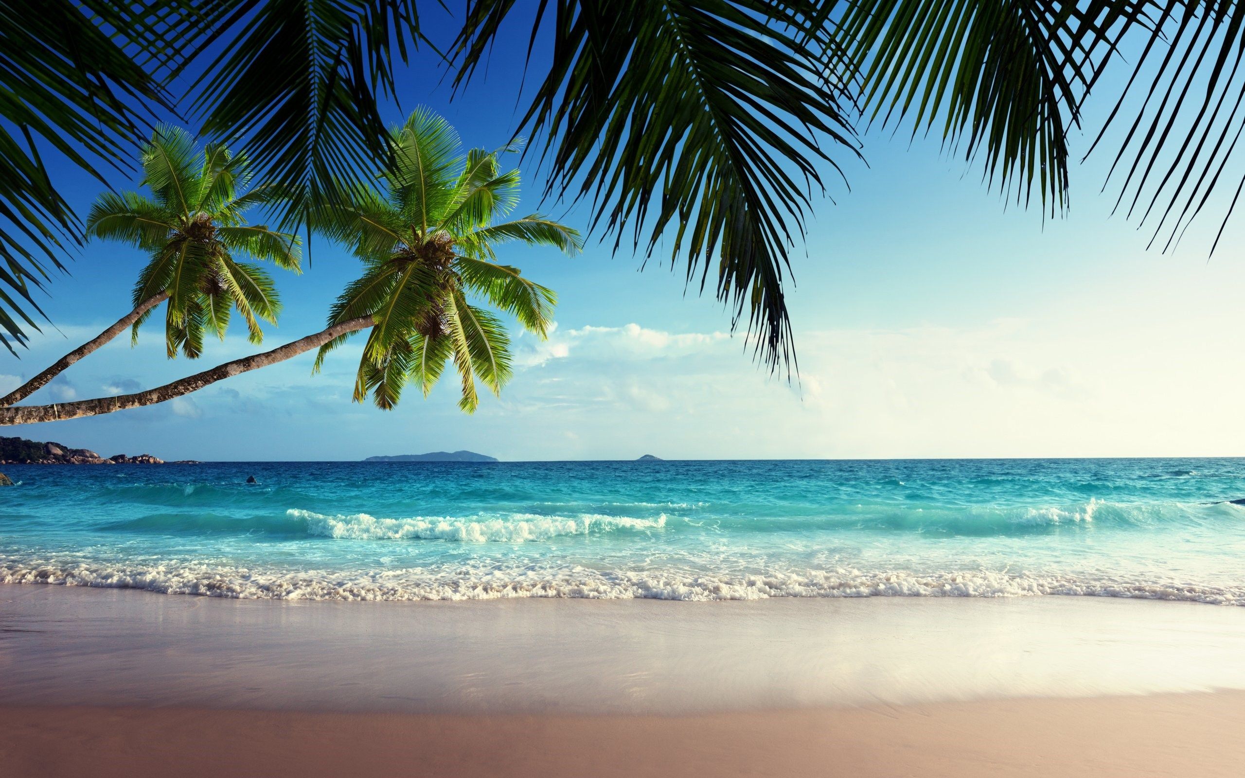 Spiaggia tropicale con palme, 2560x1600 2K+, PC