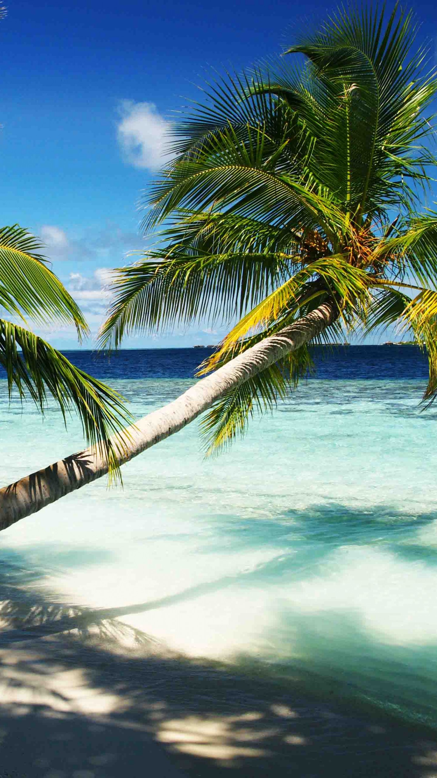 Palma su spiaggia tropicale, 1440x2560 Verticale, Samsung Galaxy