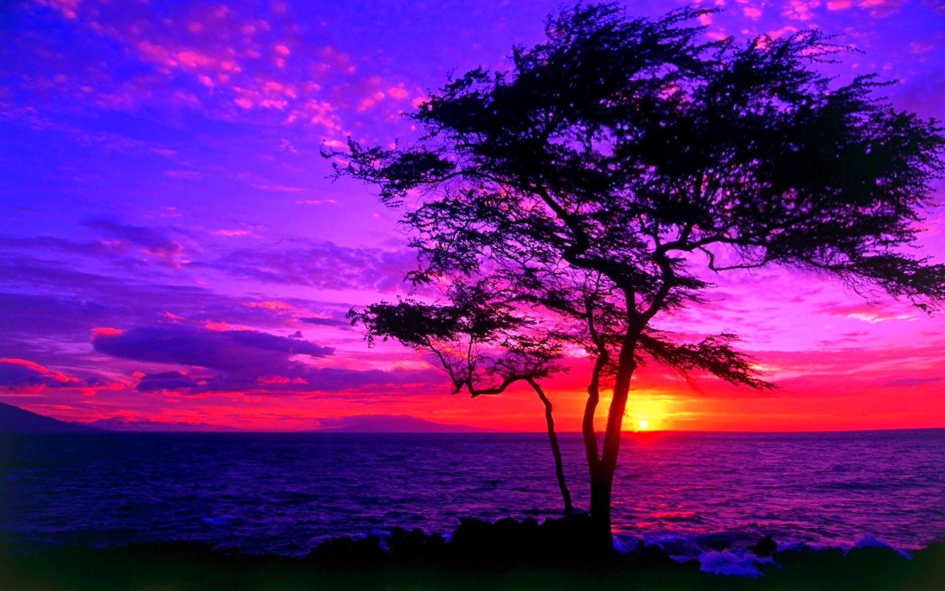 Albero silhouette tramonto viola, 1920x1200 Full HD+, PC Desktop