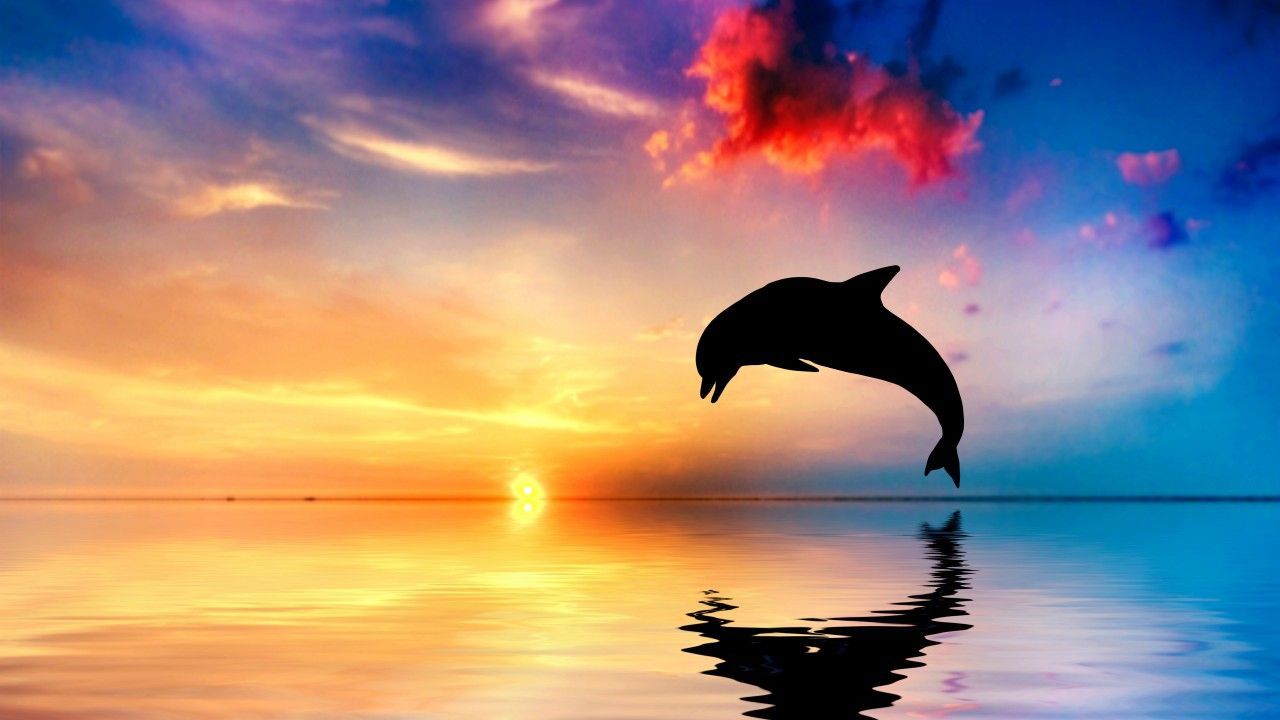 Delfino silhouette al tramonto, 1280x720 720p, PC