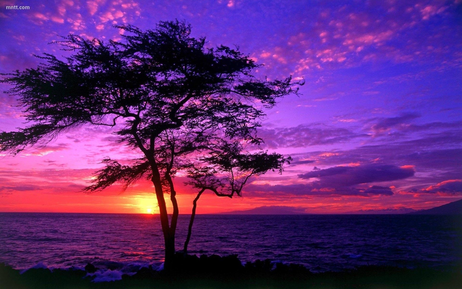 Albero silhouette tramonto viola mare, 1920x1200 Full HD+, Laptop