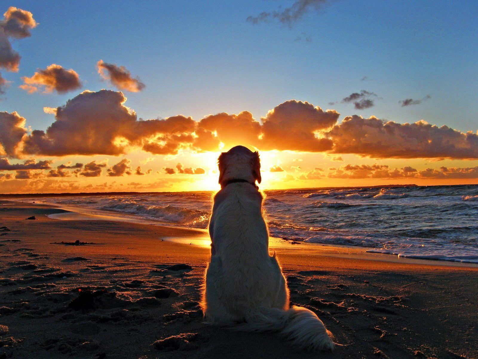 Cane sulla spiaggia al tramonto, 1600x1200 HD, Desktop