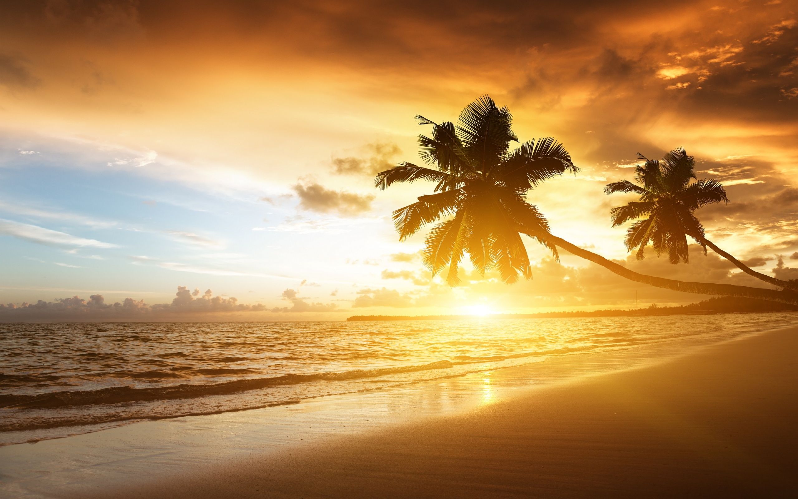 Tramonto spiaggia palme tropicali, 2560x1600 WQXGA, Laptop