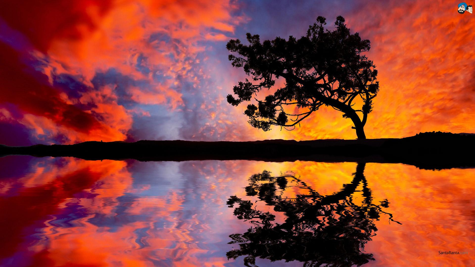 Albero silhouette tramonto riflesso, 1920x1080 Full HD, Desktop