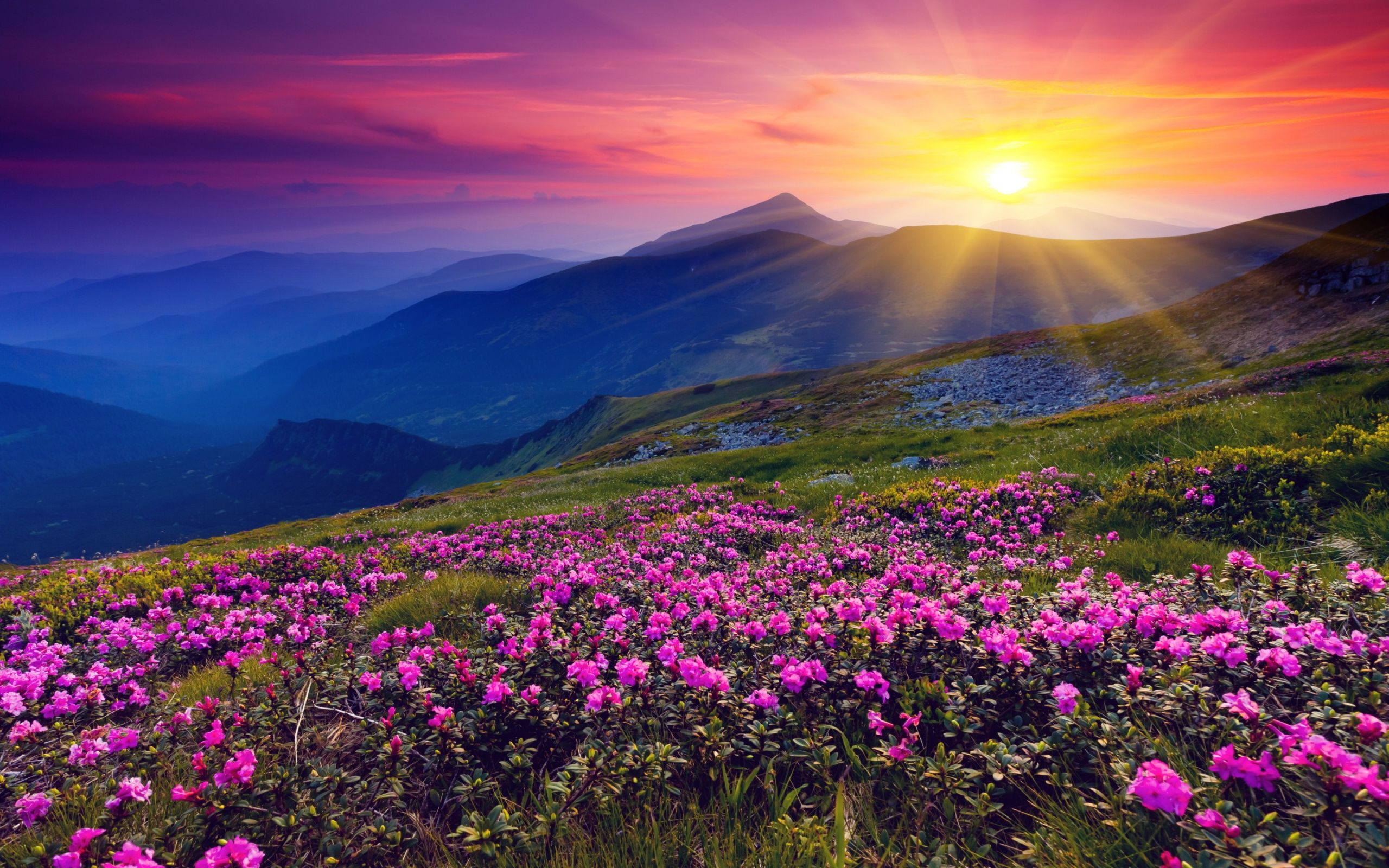 Tramonto su montagne fiorite, 2560x1600 2K, Desktop