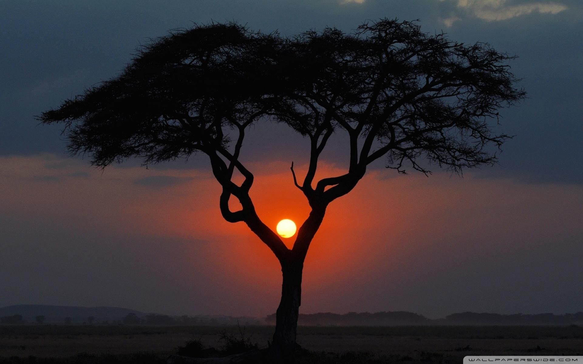 Albero silhouette al tramonto, 1920x1200 Full HD+ WUXGA, iMac