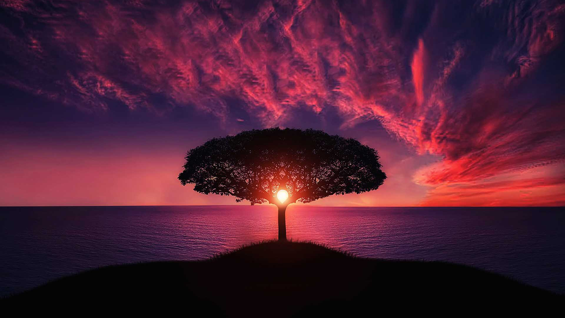 Albero silhouette al tramonto sul mare, 1920x1080 1080p, Laptop