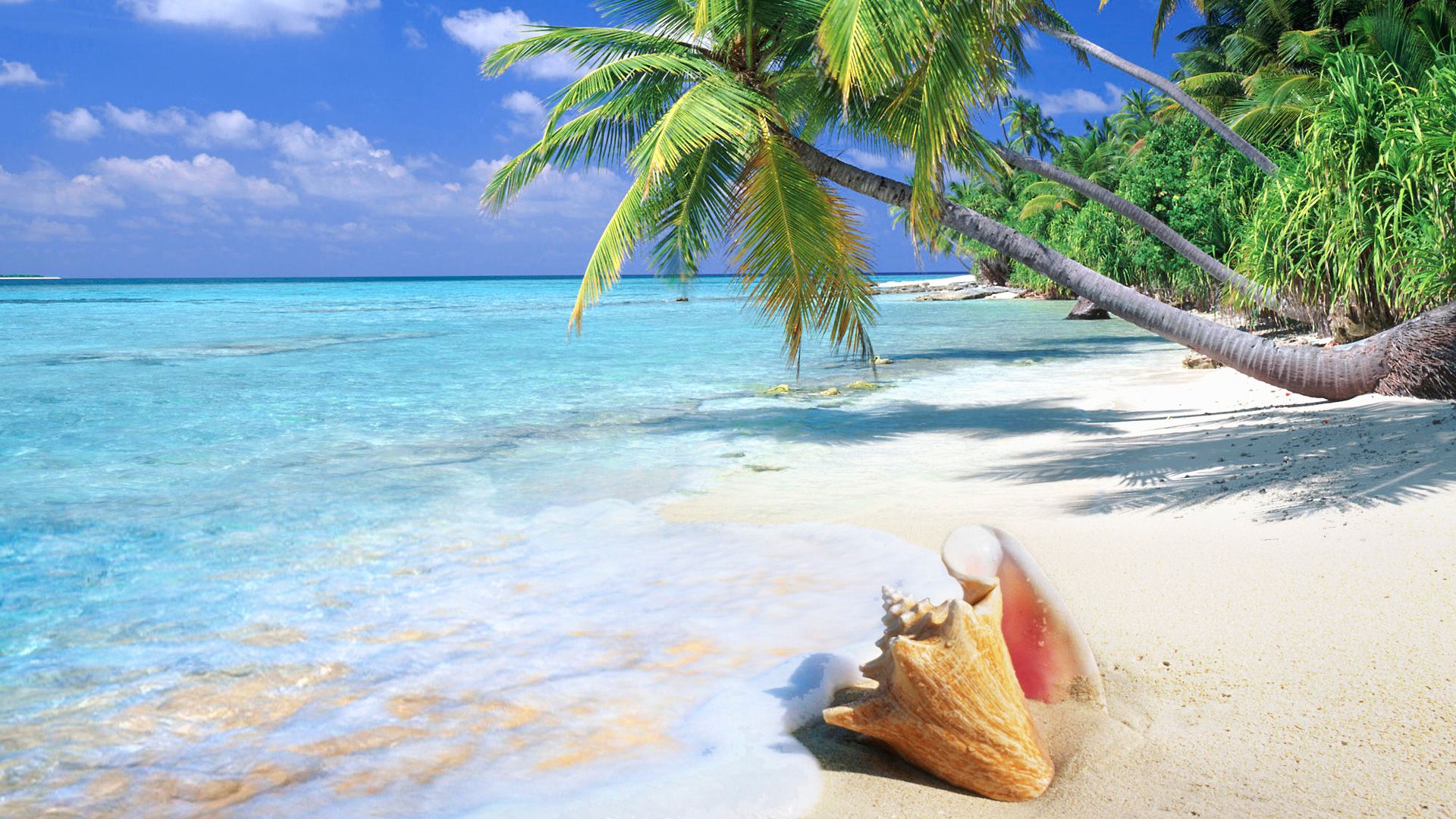 Spiaggia tropicale con conchiglia, 1920x1080 1080p, Desktop