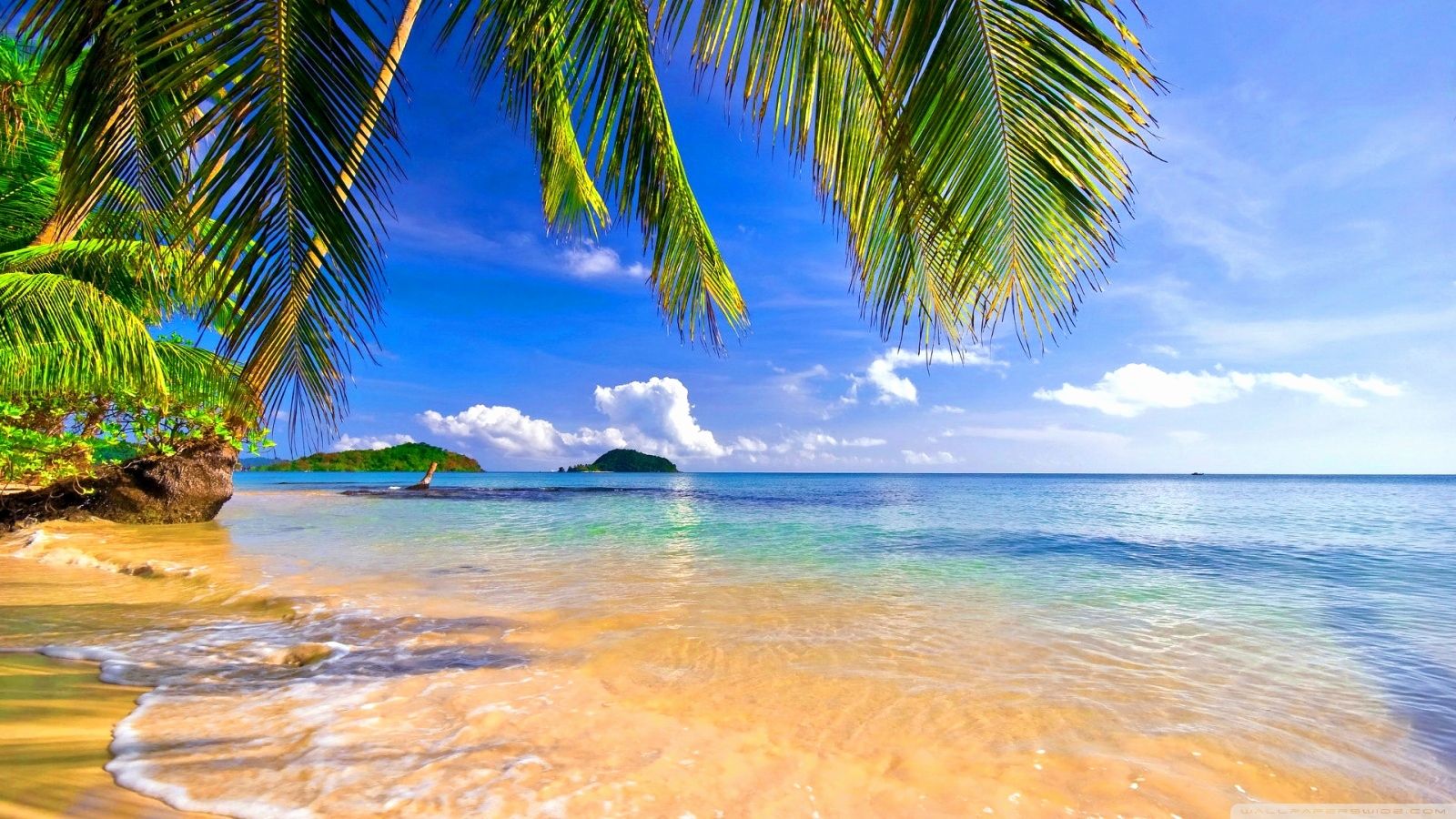 Spiaggia tropicale con palme, 1600x900 900p, Desktop