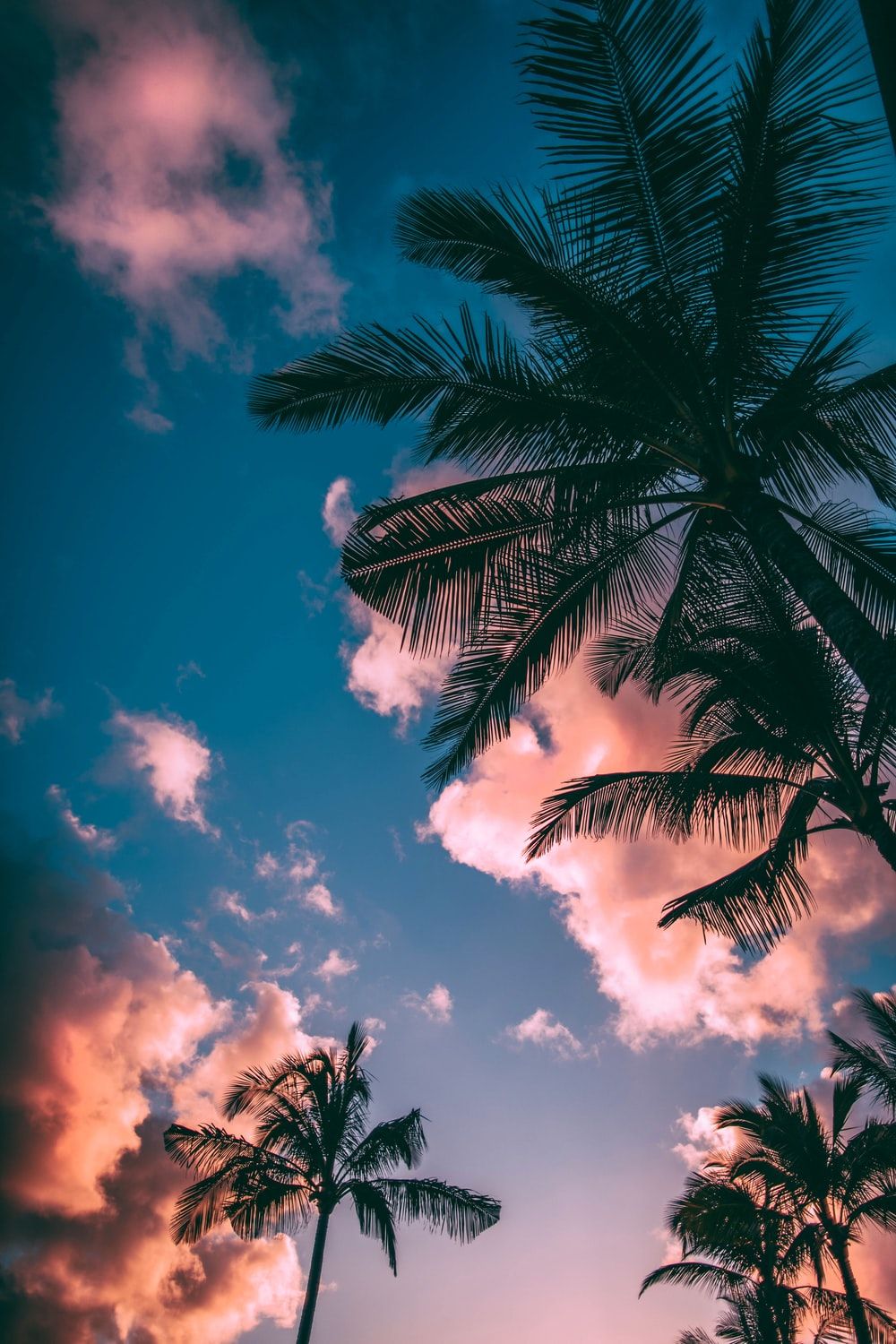 Palme al tramonto, cielo rosa, 1000x1500 Verticale, Telefono