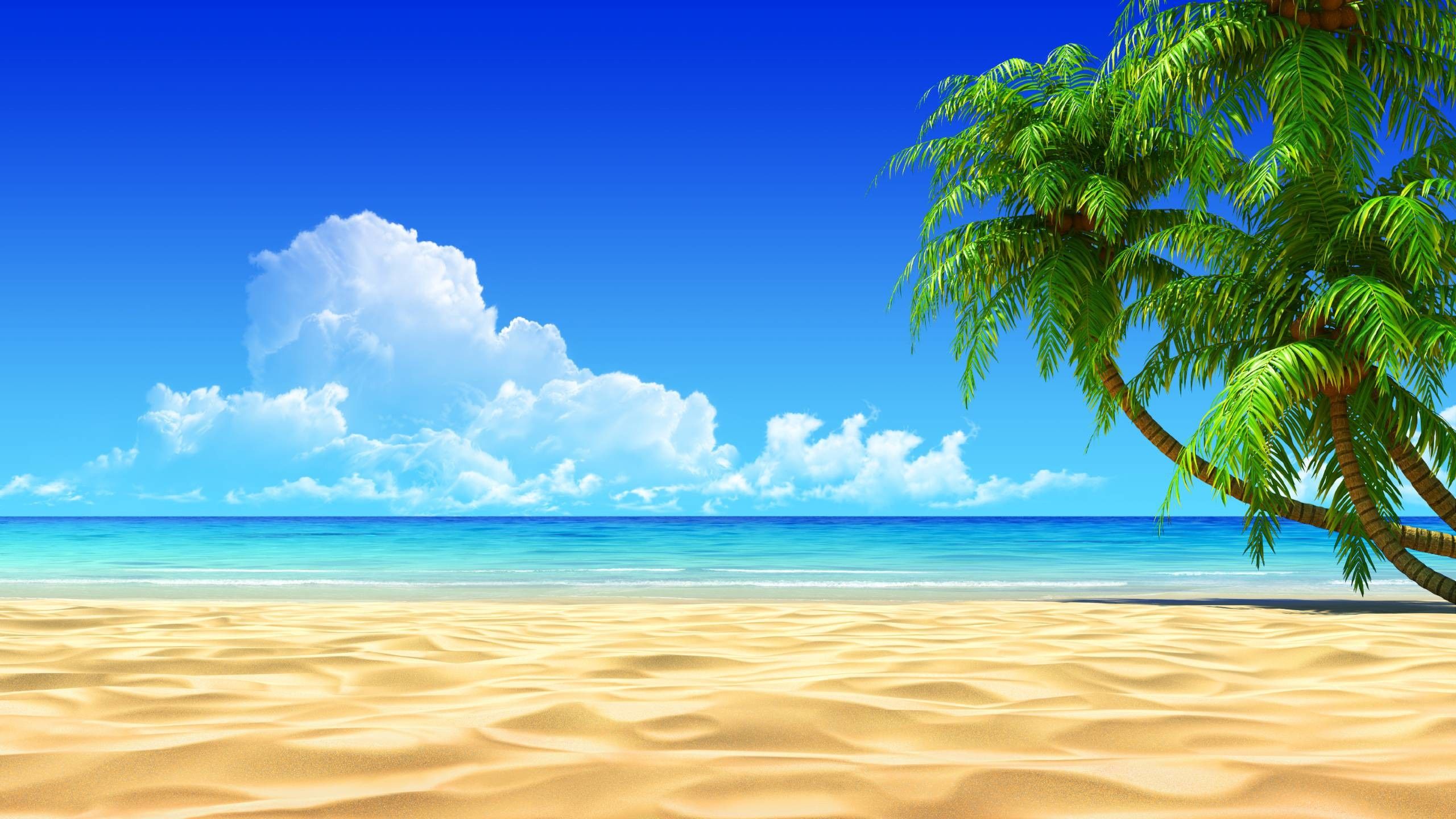 Spiaggia tropicale con palme, 2560x1440 2K QHD, Monitor Gaming