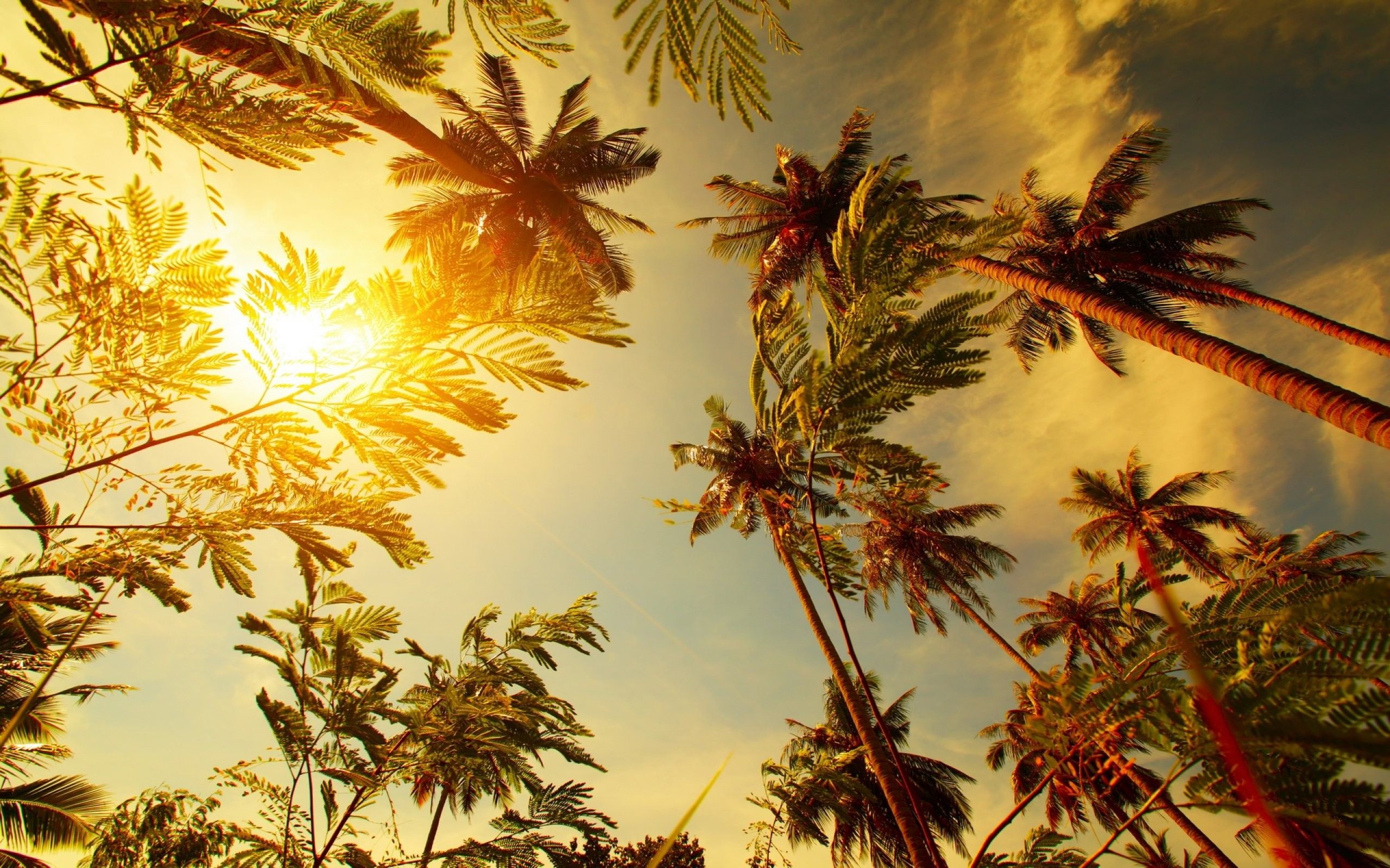 Palme al tramonto, 2560x1600 WQXGA, Laptop