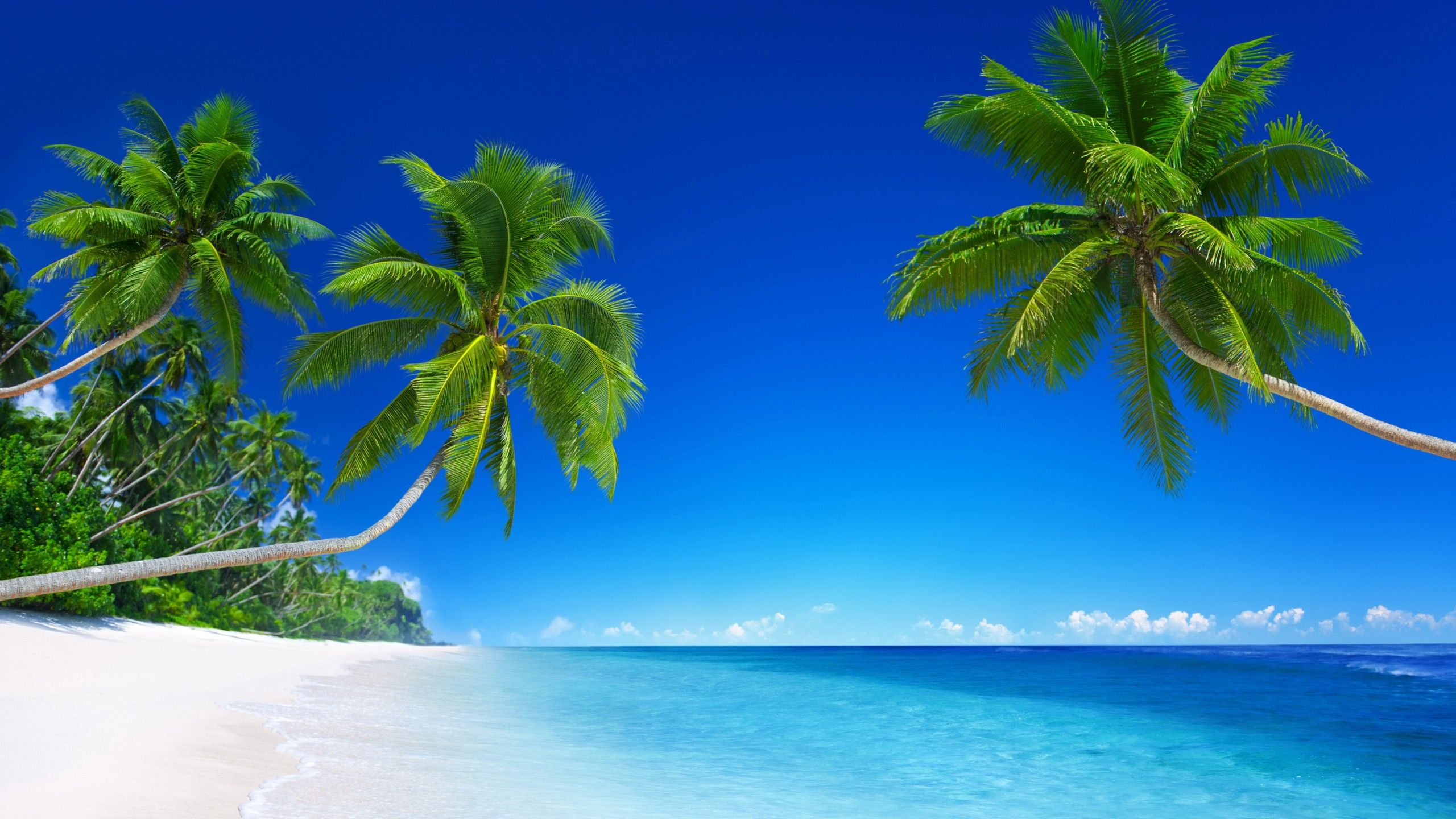 Spiaggia tropicale con palme, 2560x1440 1440p, Desktop